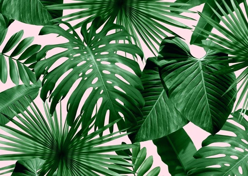 Palm Tree Leaves Wallpapers