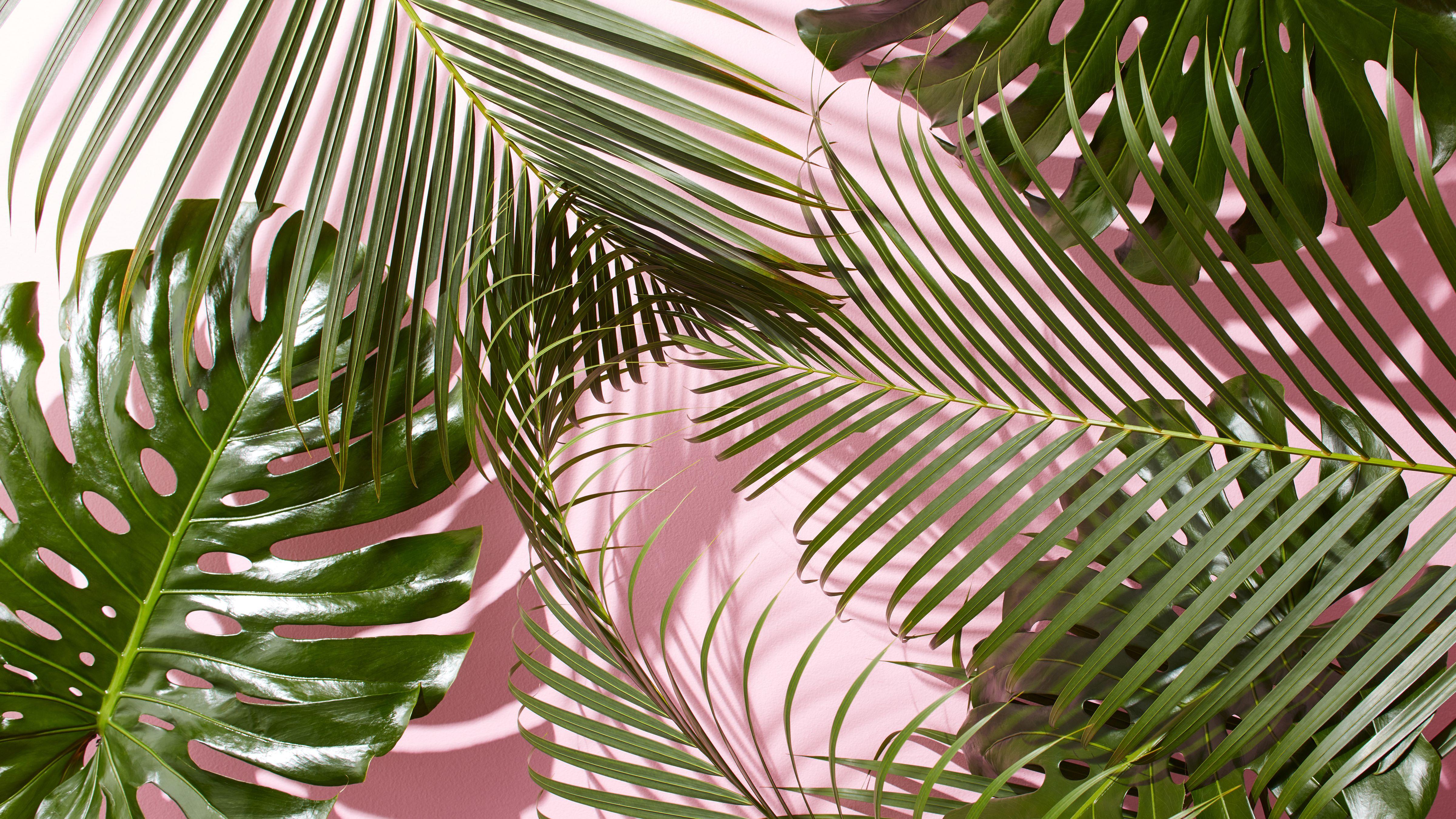 Palm Tree Leaves Wallpapers