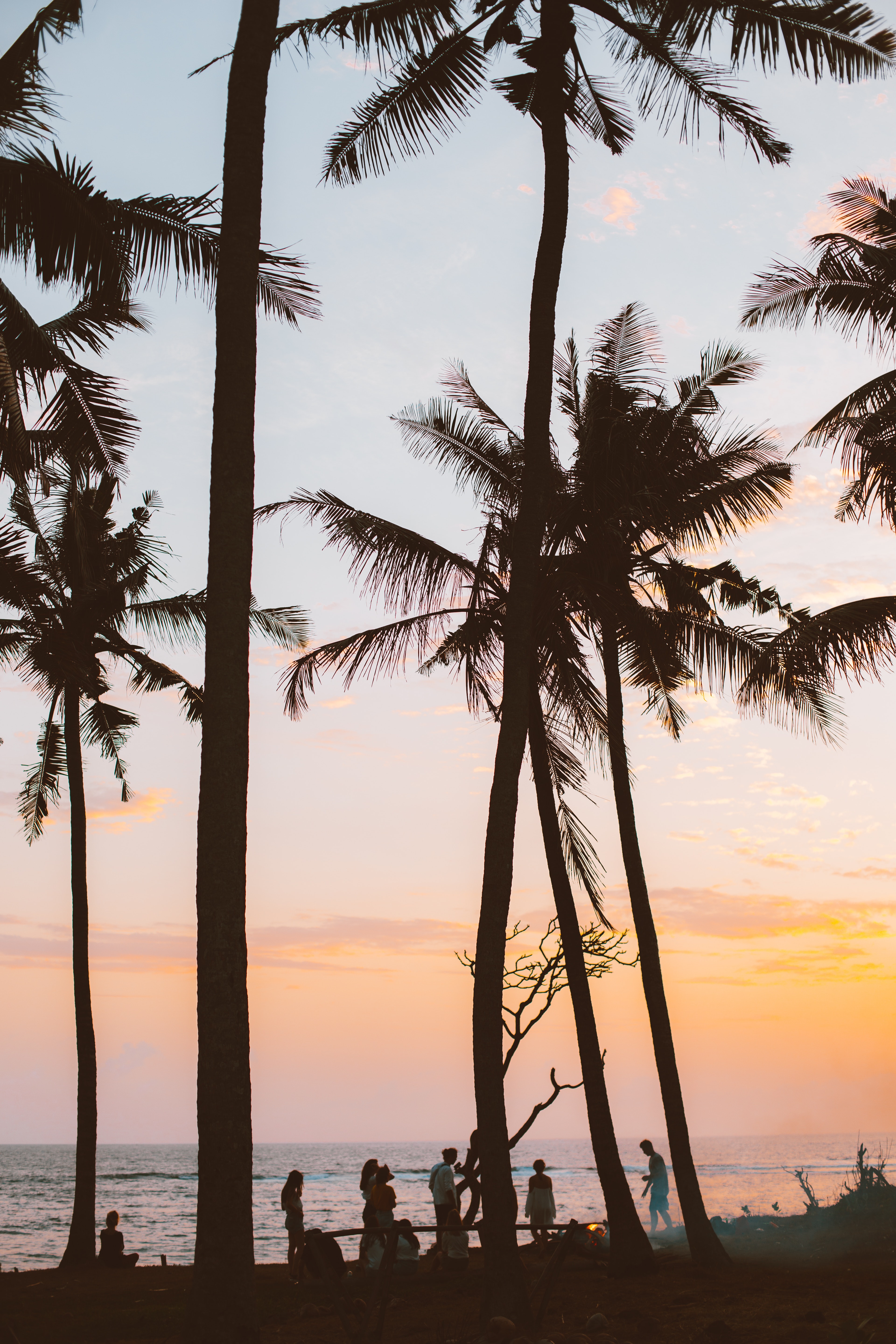 Palm Tree Sunset Wallpapers