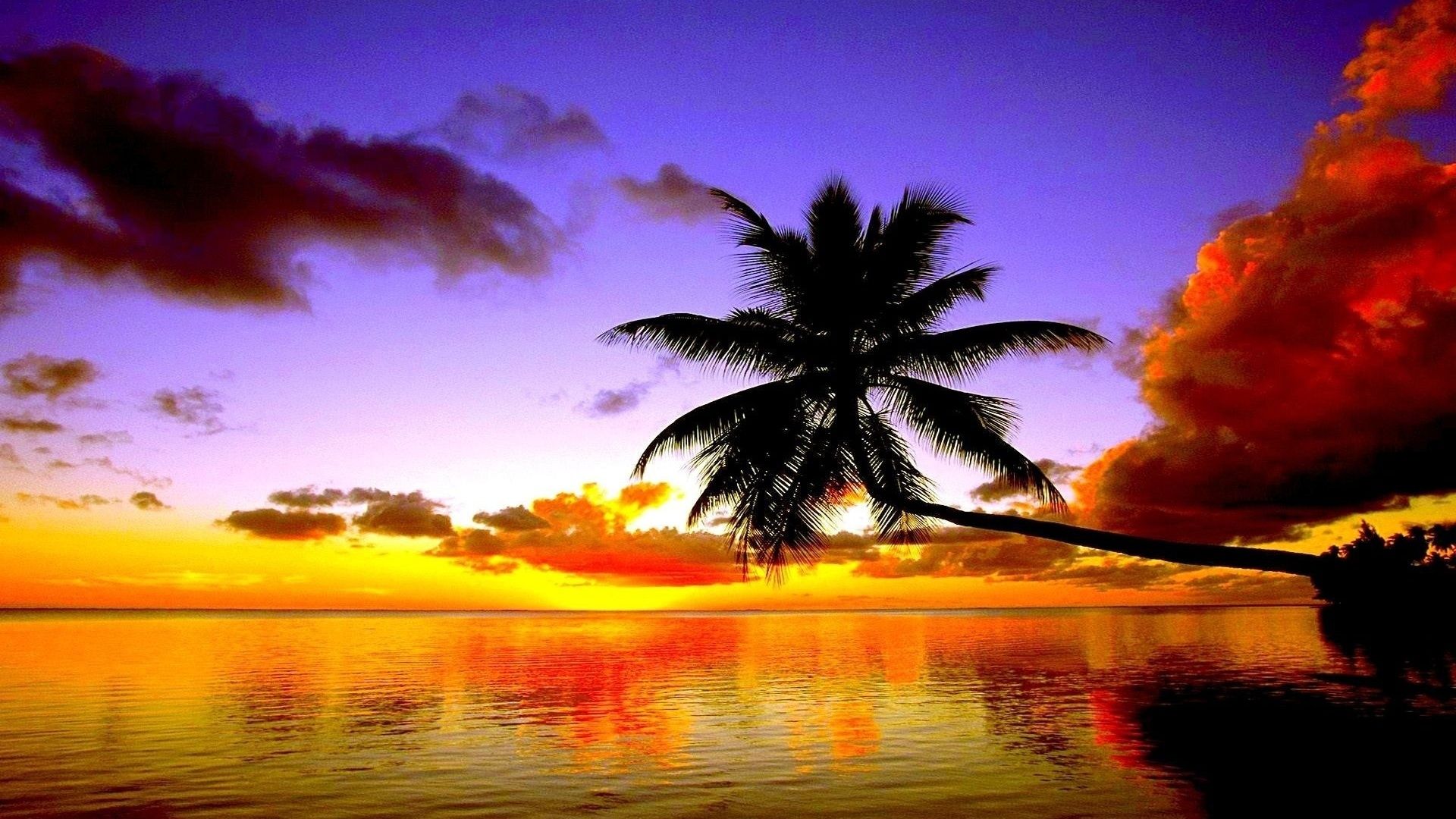 Palm Tree Sunset Wallpapers