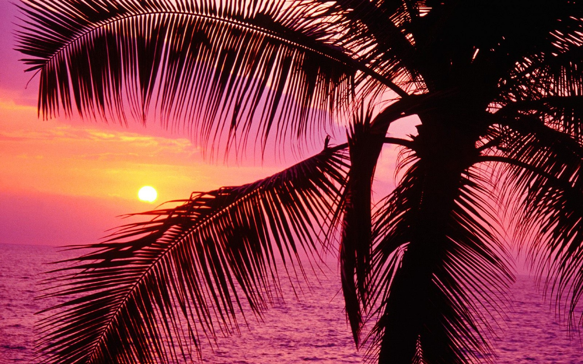 Palm Tree Sunset Wallpapers