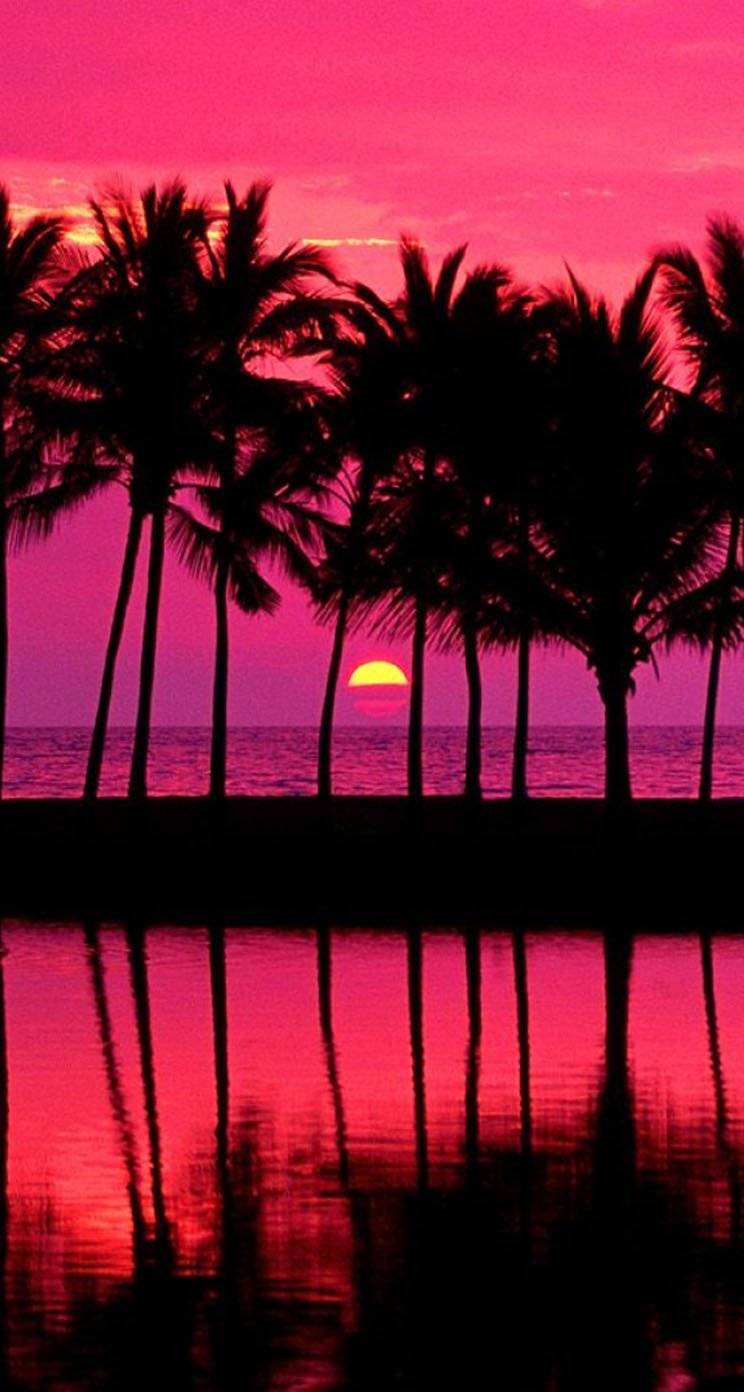 Palm Tree Sunset Wallpapers