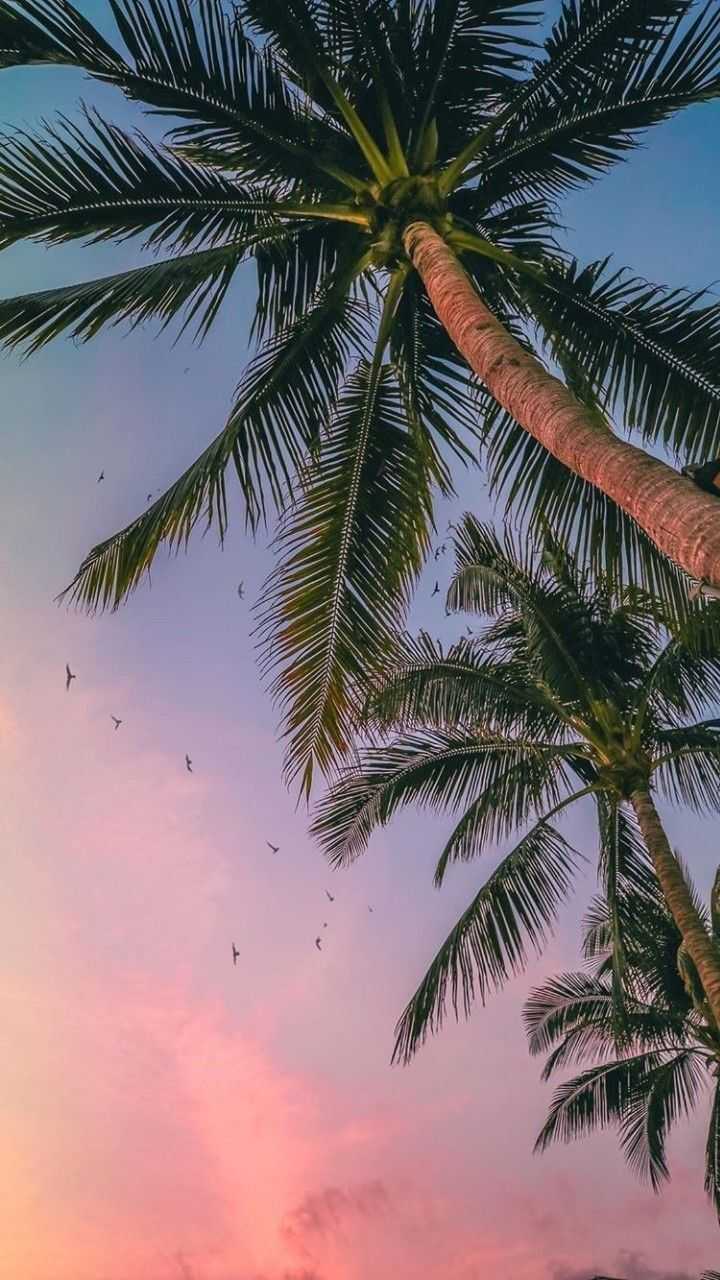 Palm Tree Sunset Wallpapers