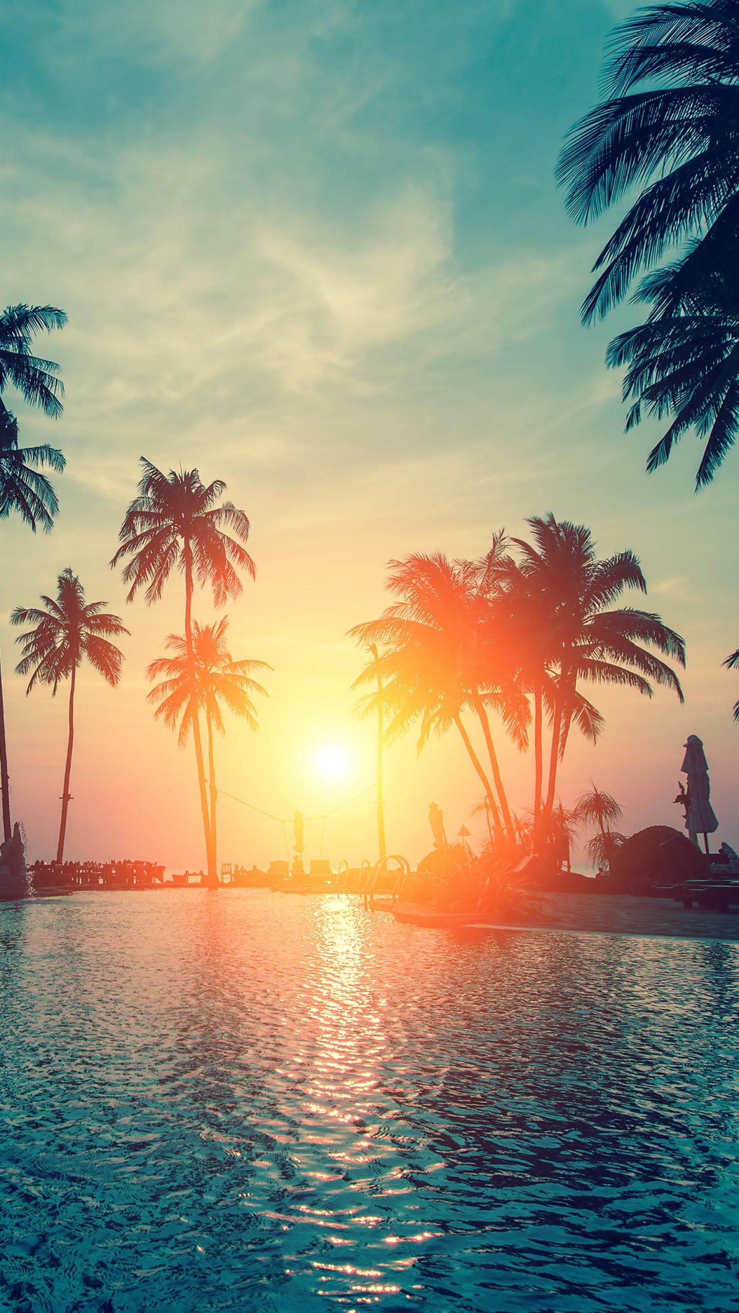 Palm Tree Sunset Iphone Wallpapers