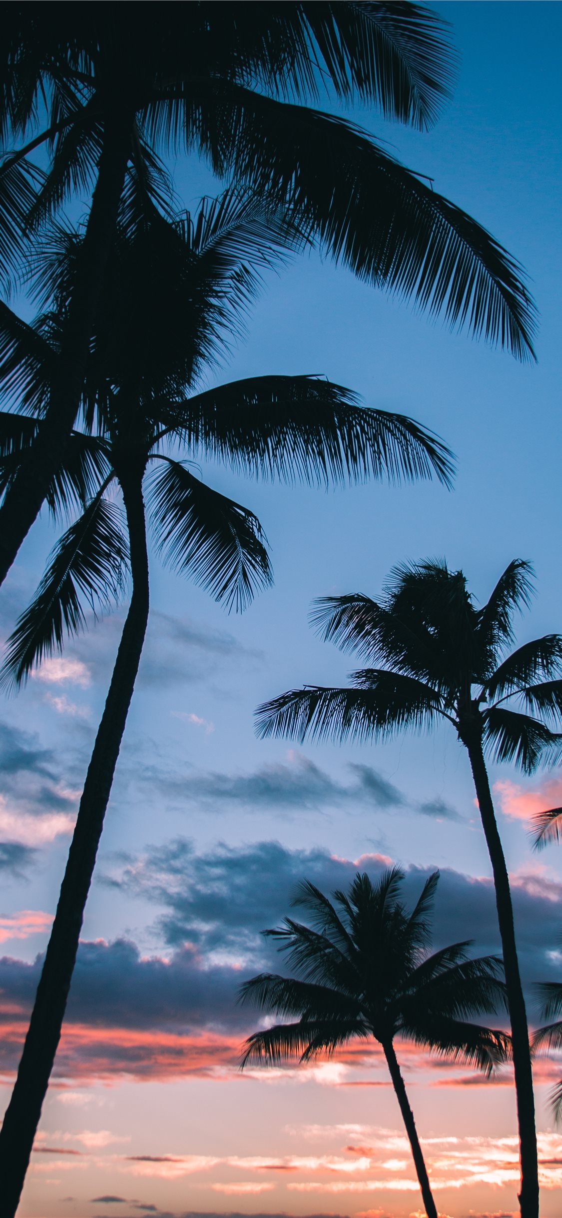 Palm Tree Sunset Iphone Wallpapers