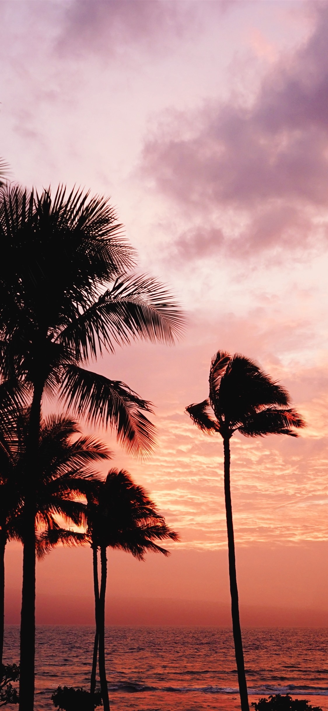 Palm Tree Sunset Iphone Wallpapers