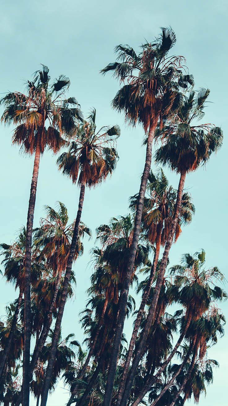 Palm Trees Wallpapers