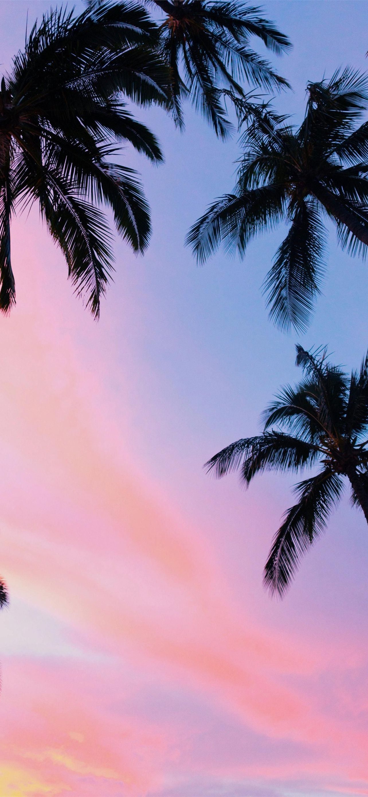 Palm Trees Wallpapers