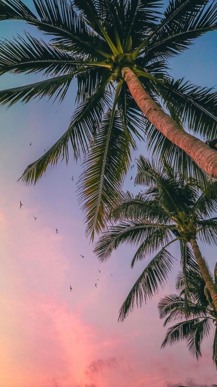 Palm Trees Wallpapers