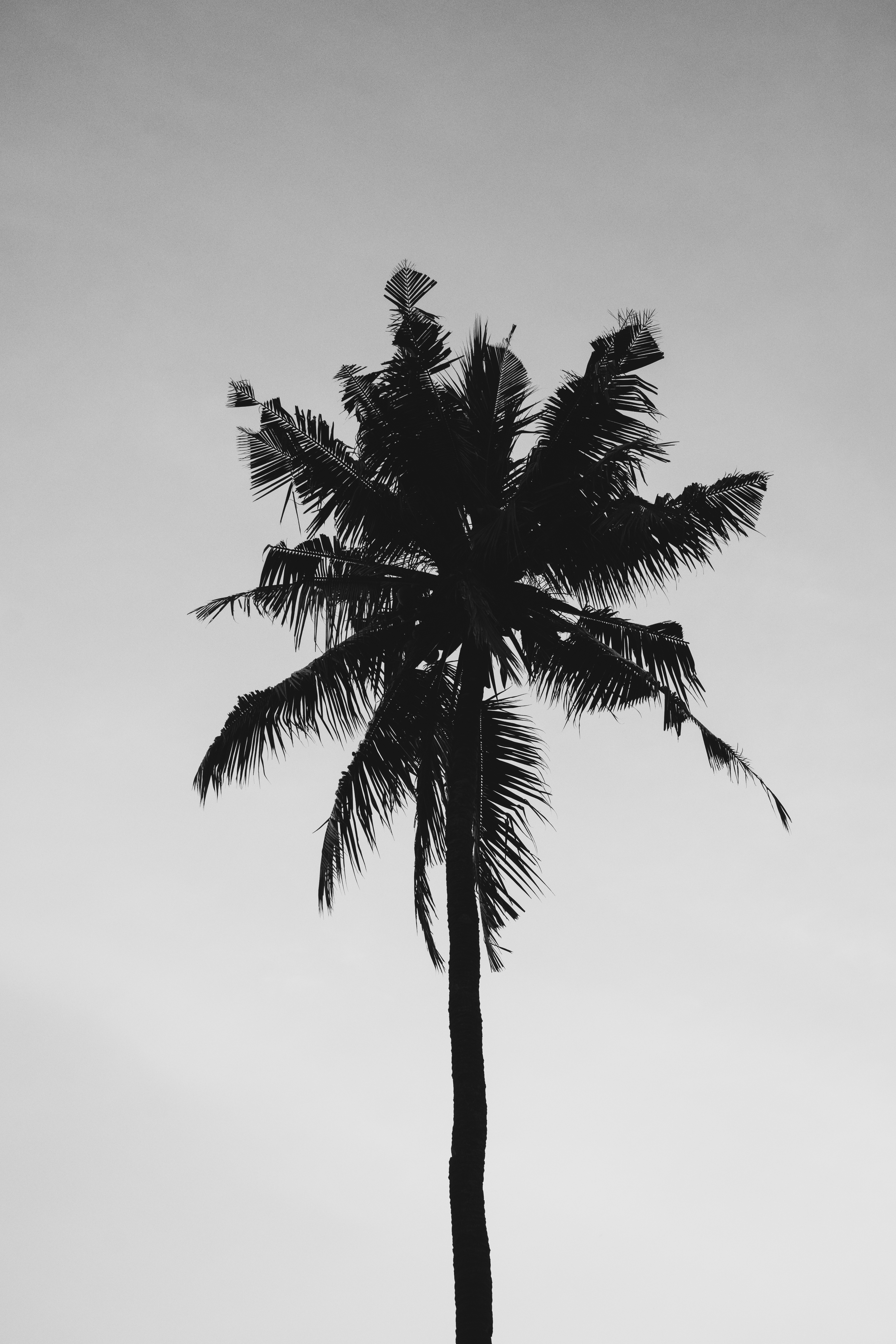 Palm Trees Wallpapers