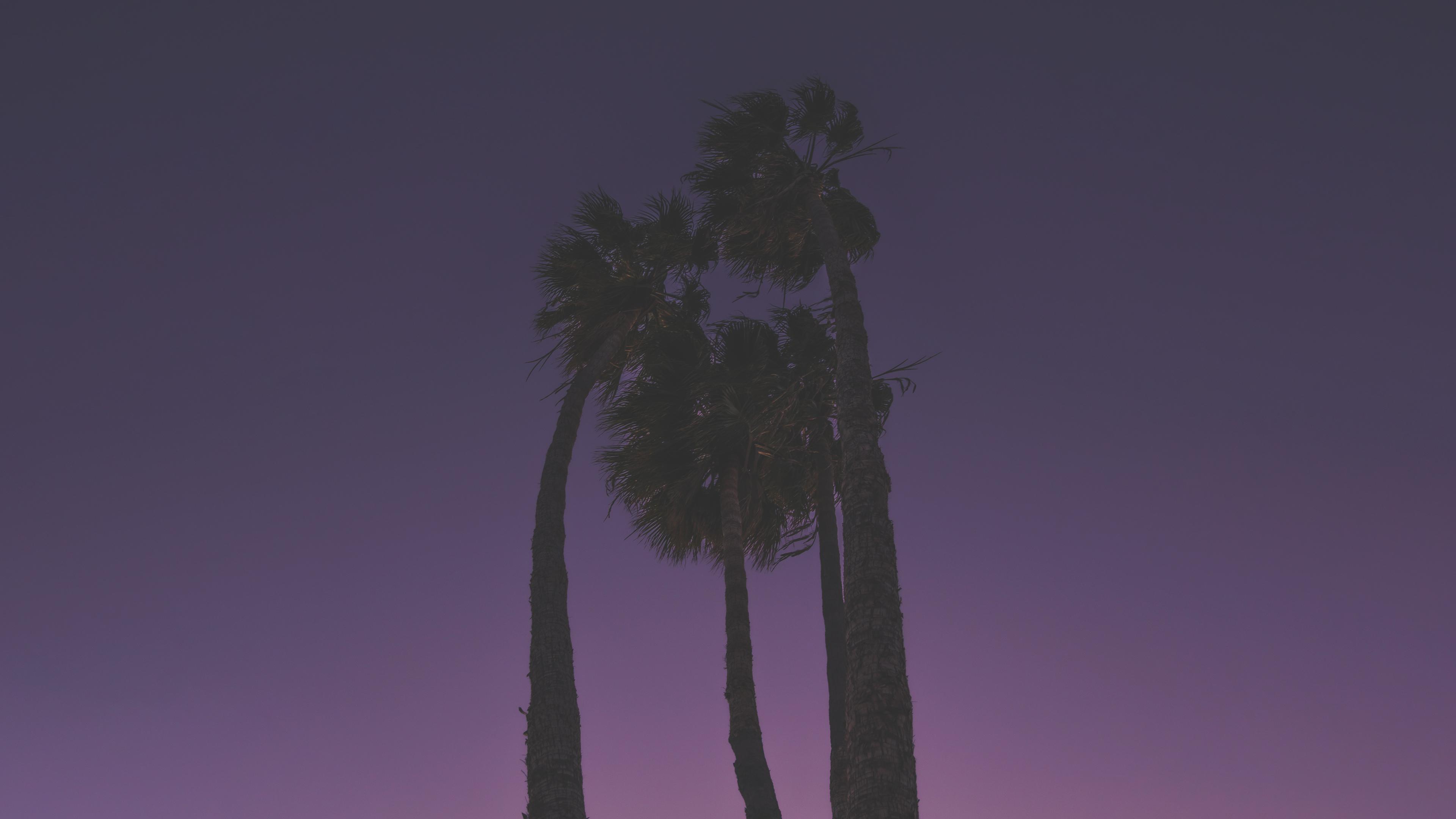 Palm Trees Wallpapers