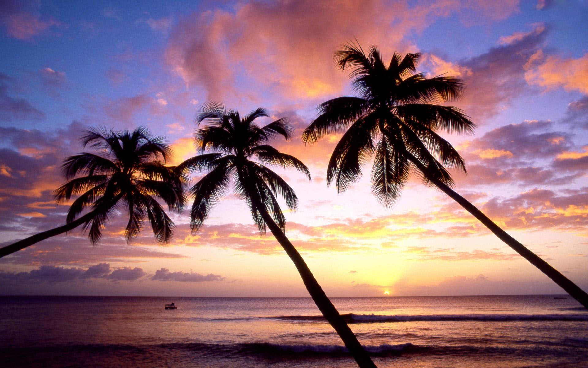 Palm Trees Wallpapers