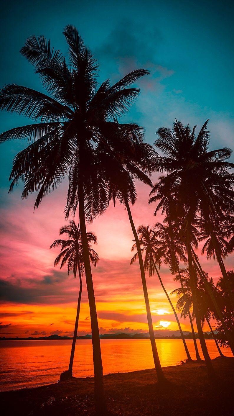 Palm Trees Wallpapers