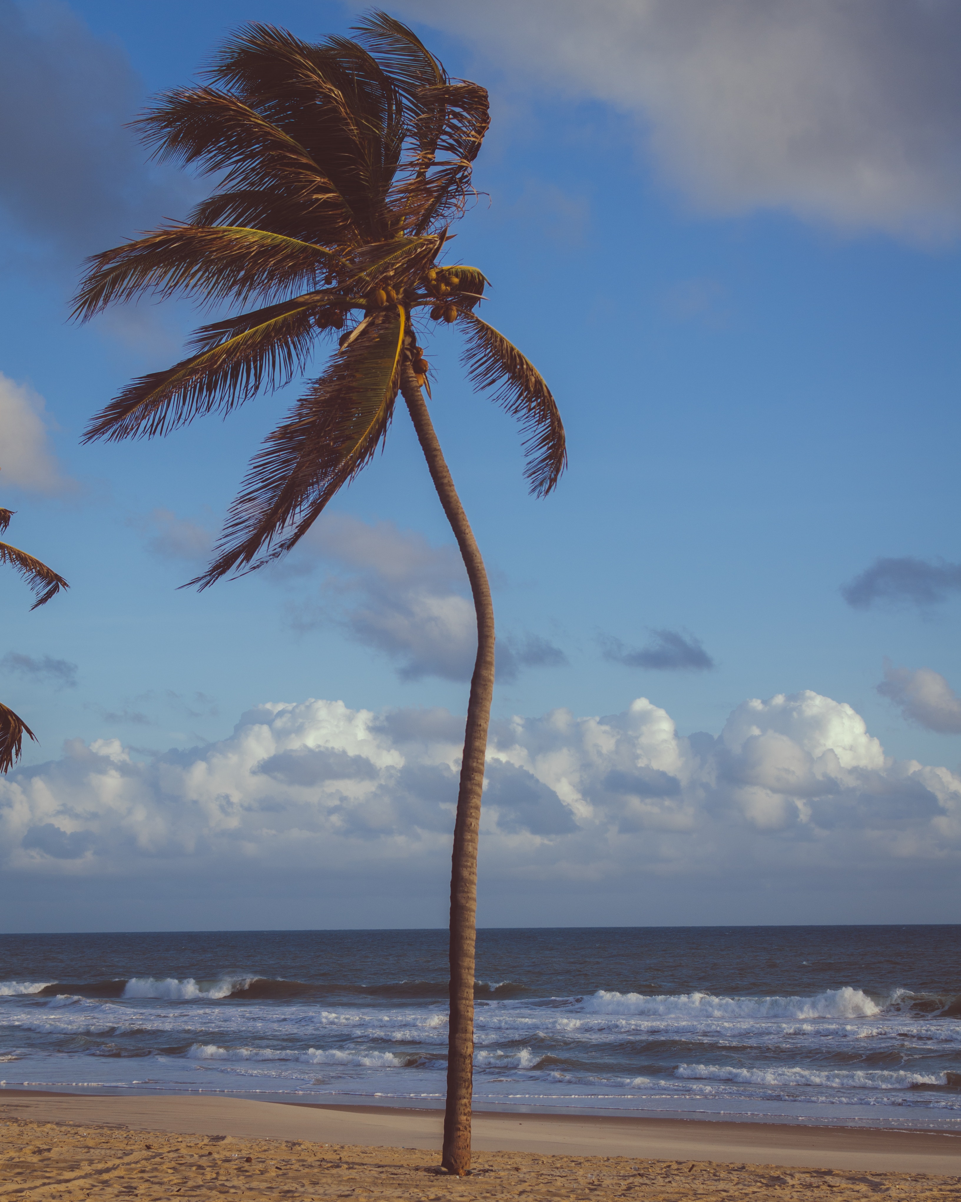 Palm Trees In The Middle Of Ocean Wallpapers