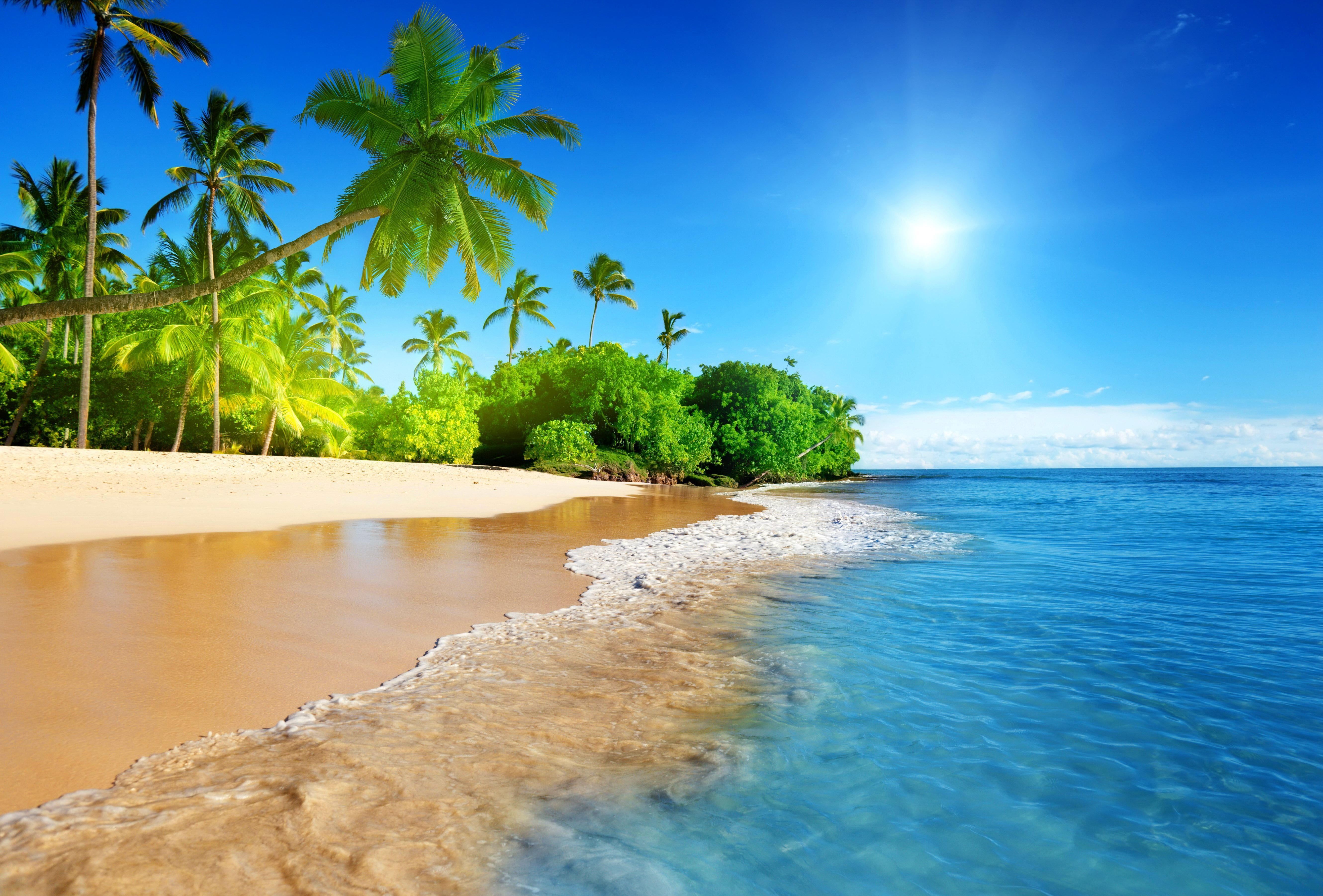 Palm Trees In The Middle Of Ocean Wallpapers