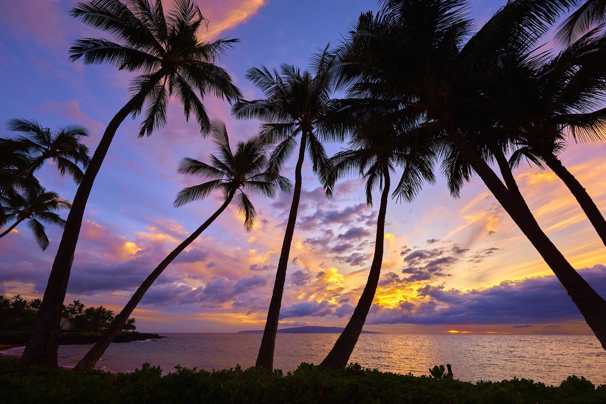 Palm Trees In The Middle Of Ocean Wallpapers