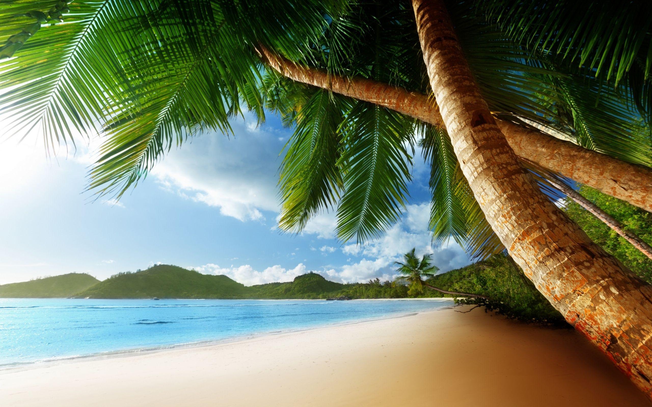 Palm Trees In The Middle Of Ocean Wallpapers