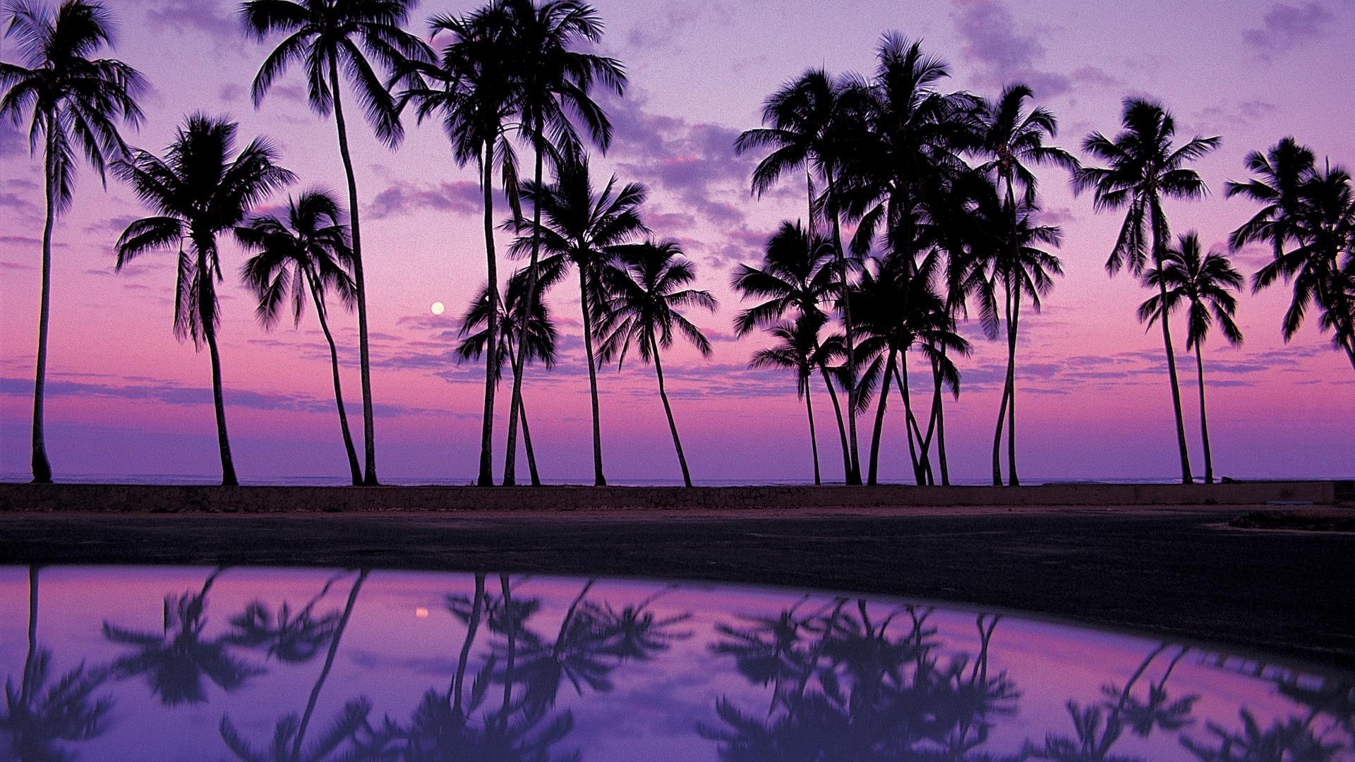 Palm Trees Reflection Sunset Wallpapers