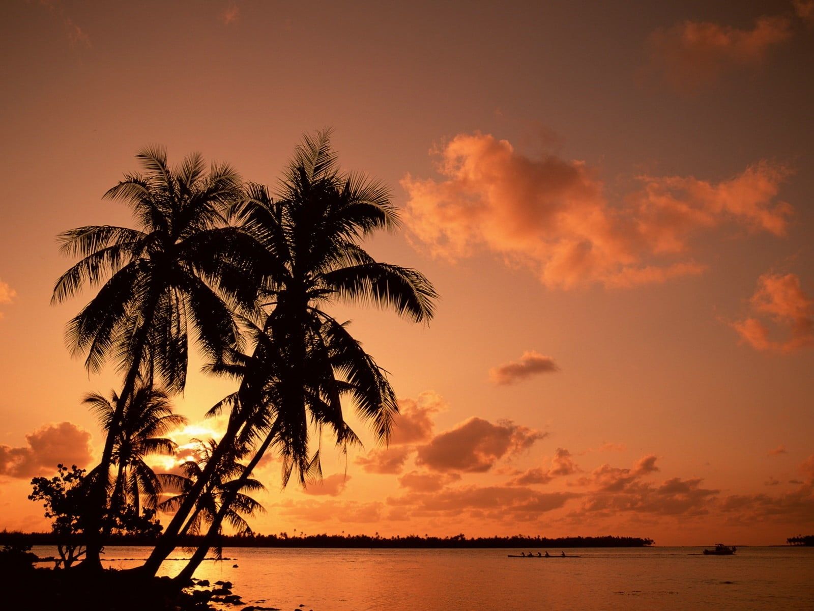 Palm Trees Reflection Sunset Wallpapers