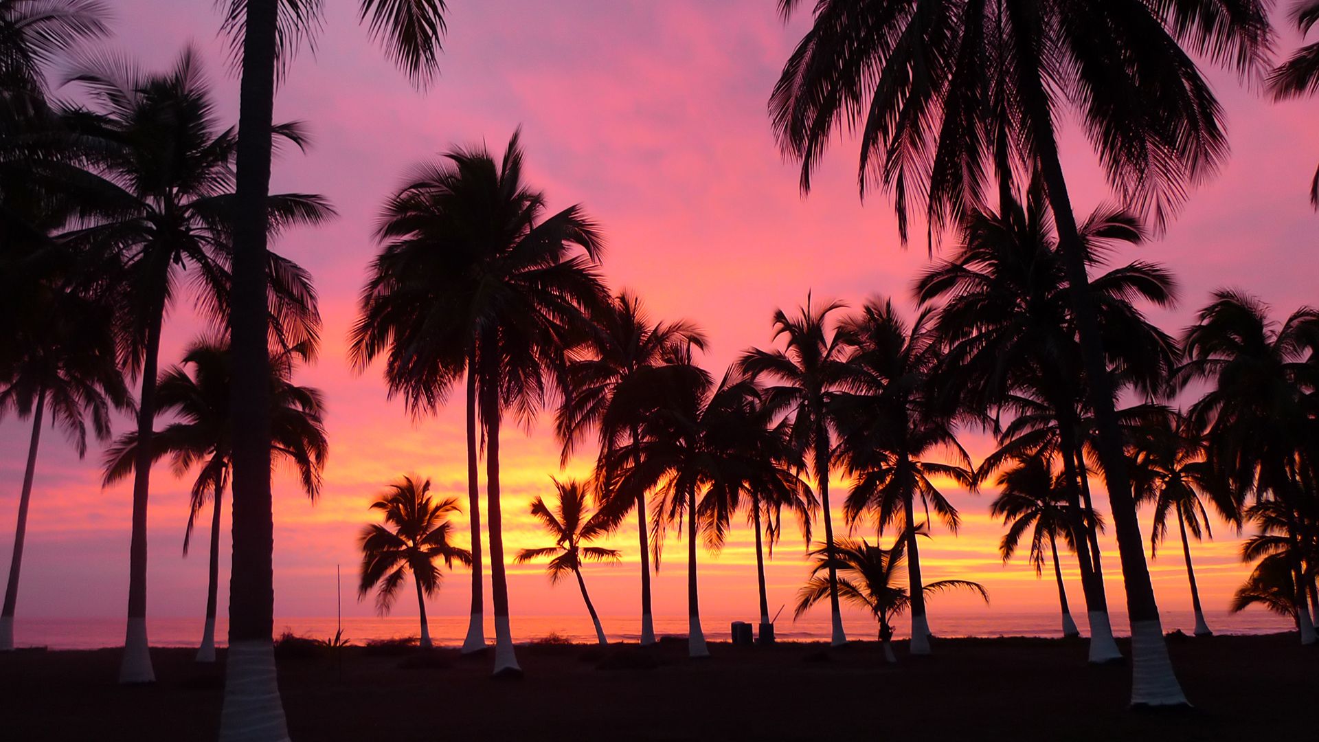 Palm Trees Reflection Sunset Wallpapers