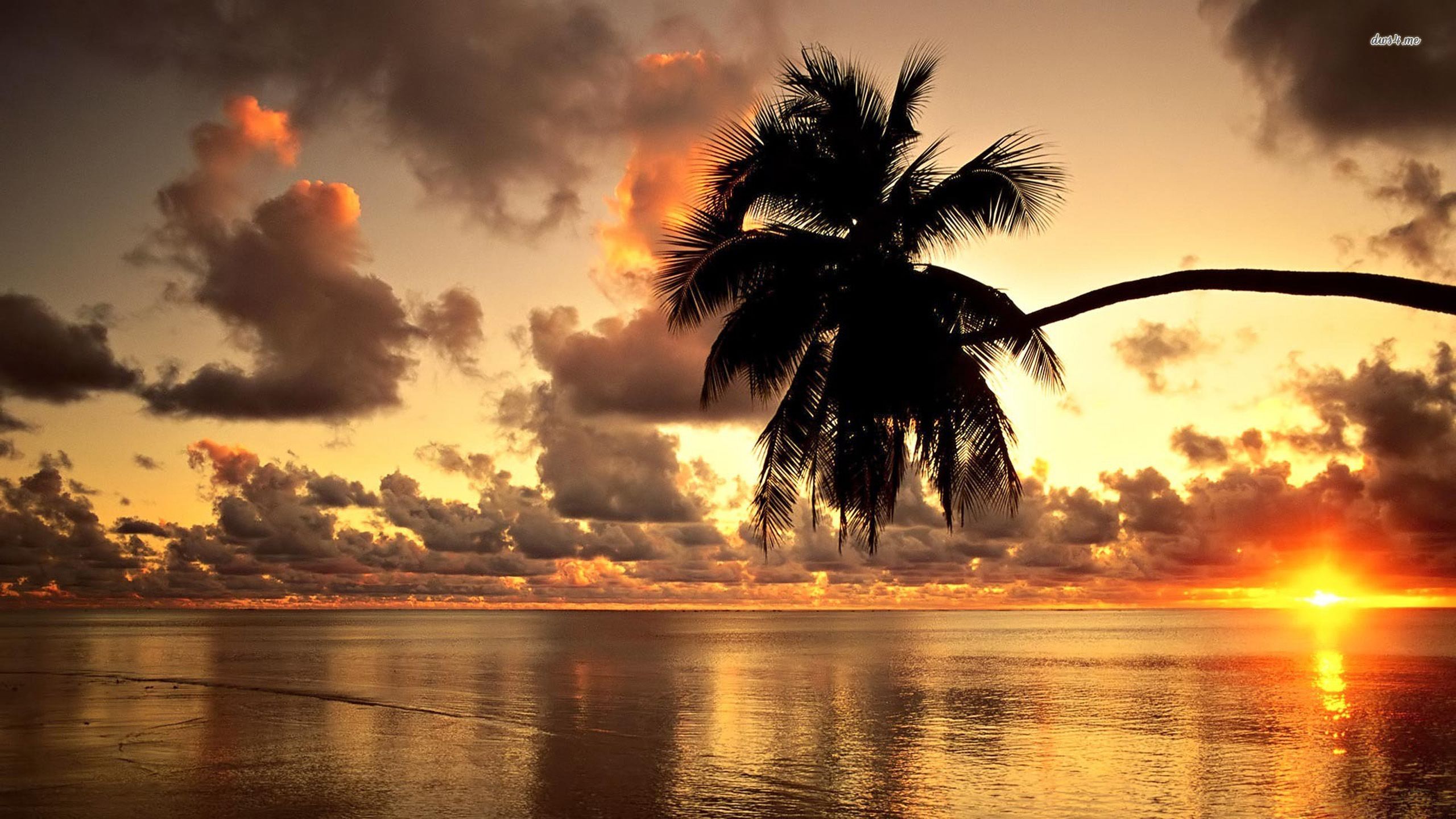 Palm Trees Reflection Sunset Wallpapers