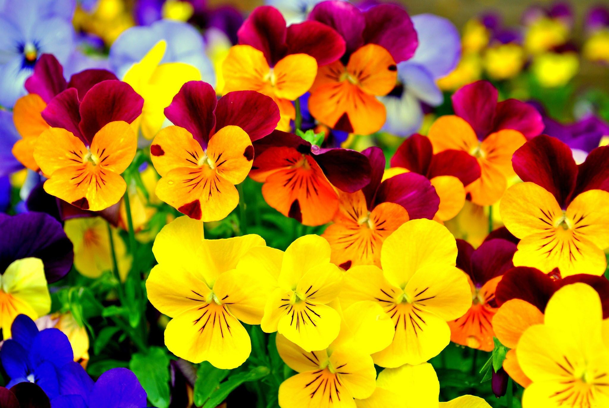 Pansy Wallpapers