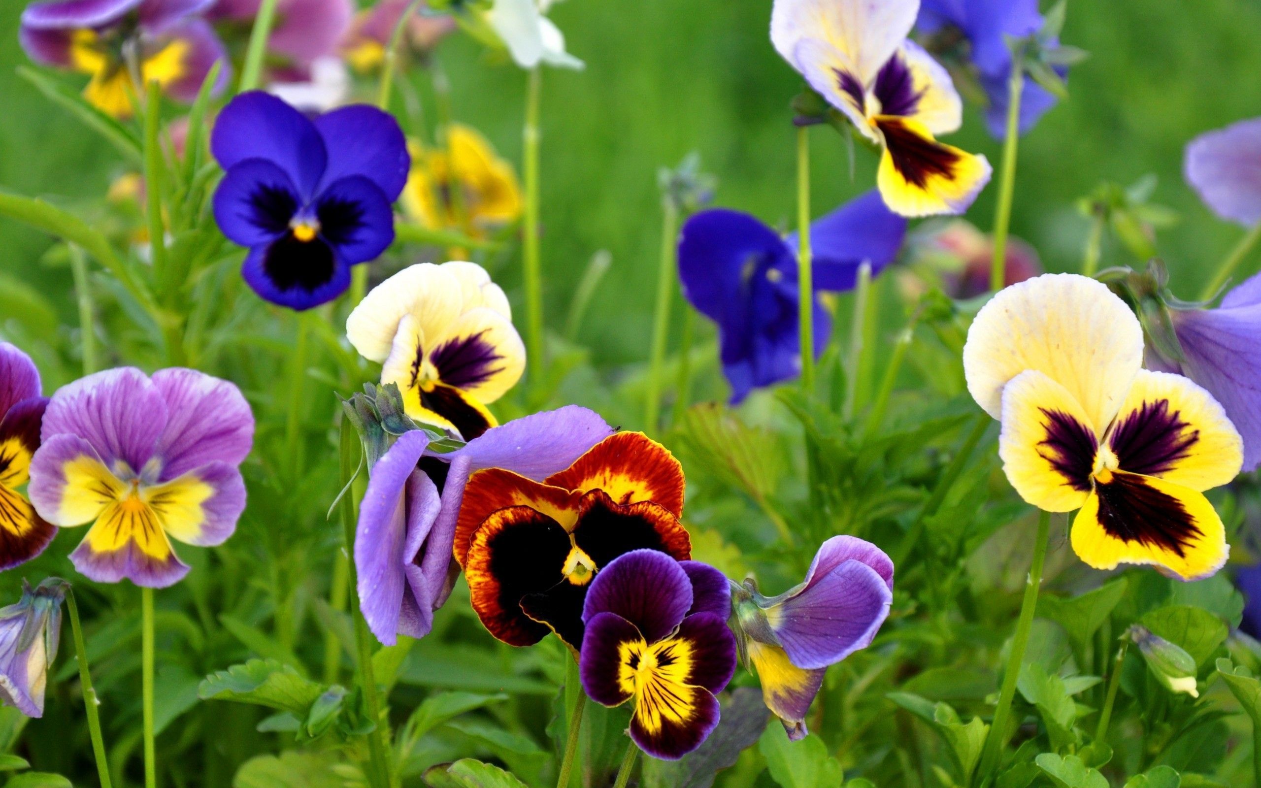 Pansy Wallpapers