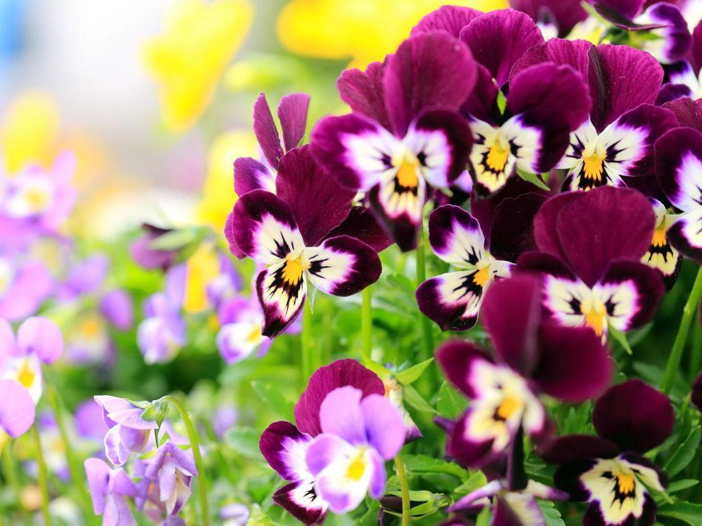 Pansy Wallpapers