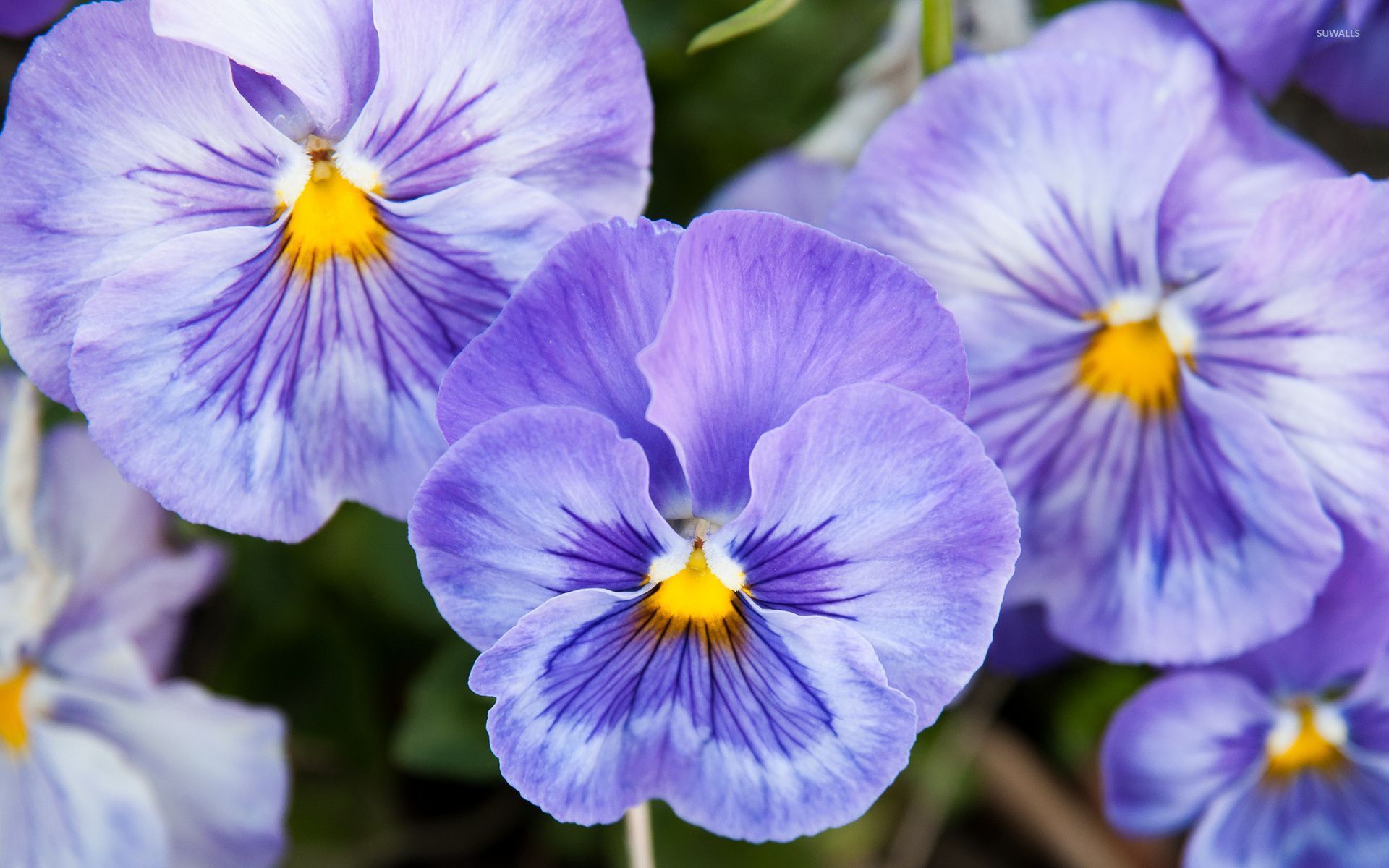 Pansy Wallpapers