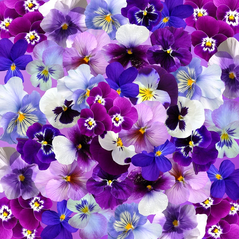 Pansy Wallpapers