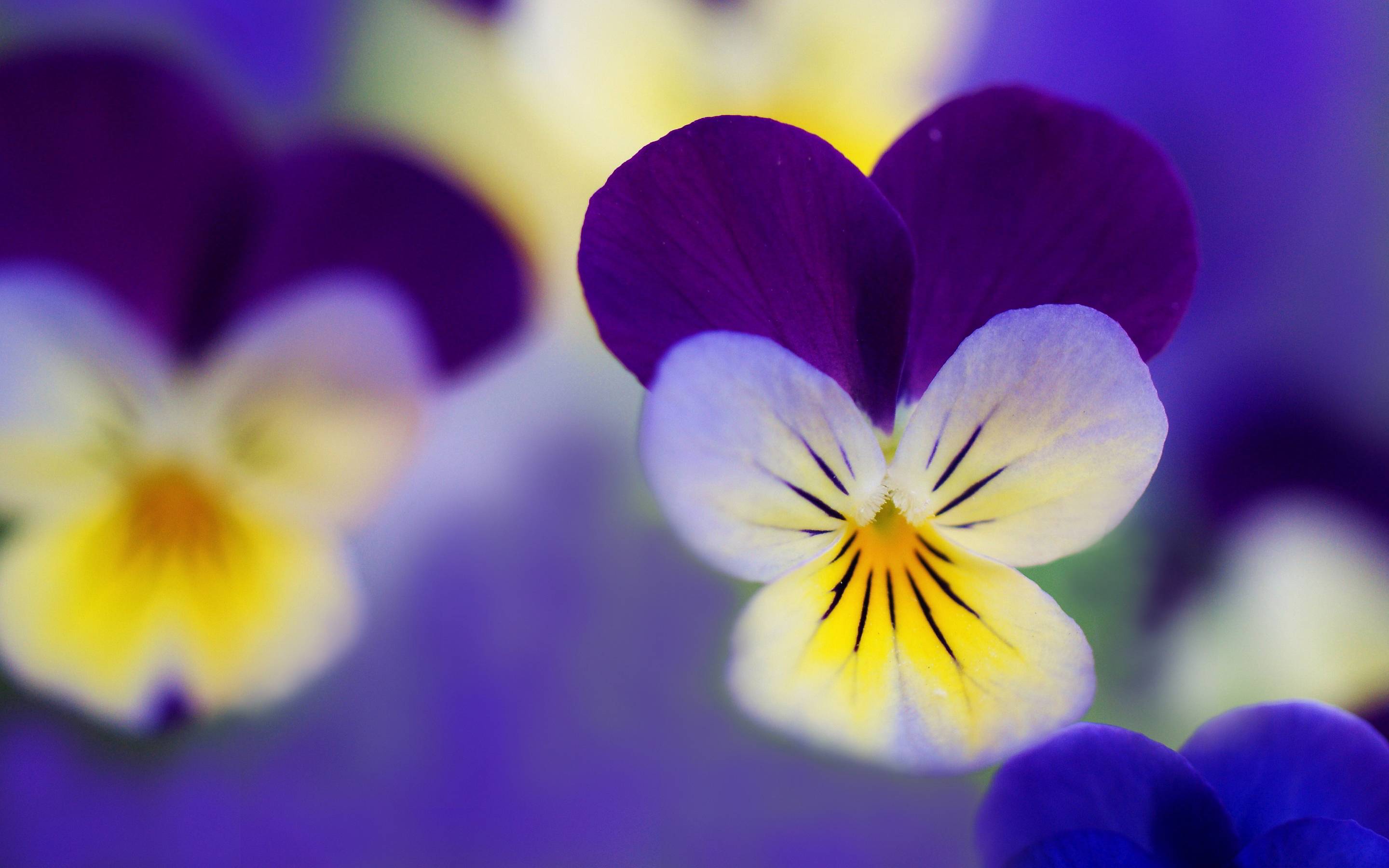Pansy Wallpapers