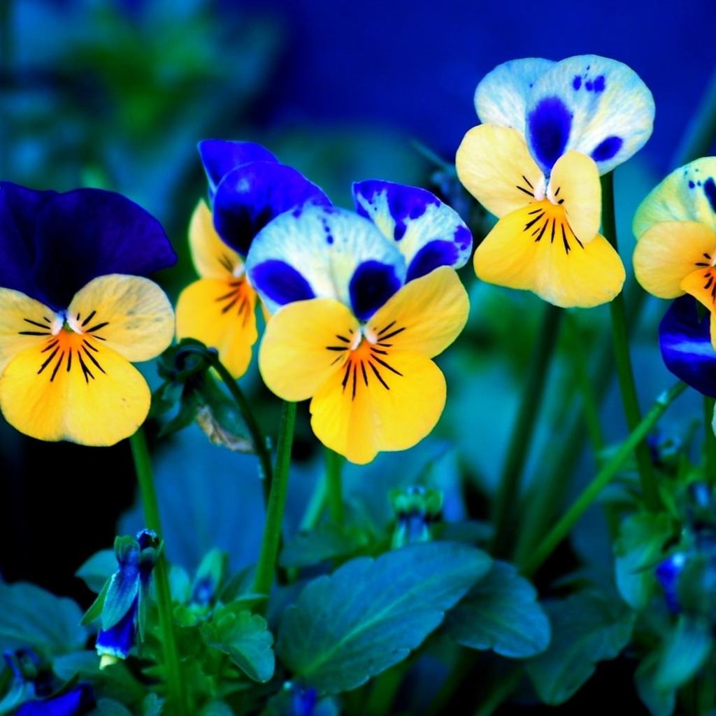 Pansy Wallpapers