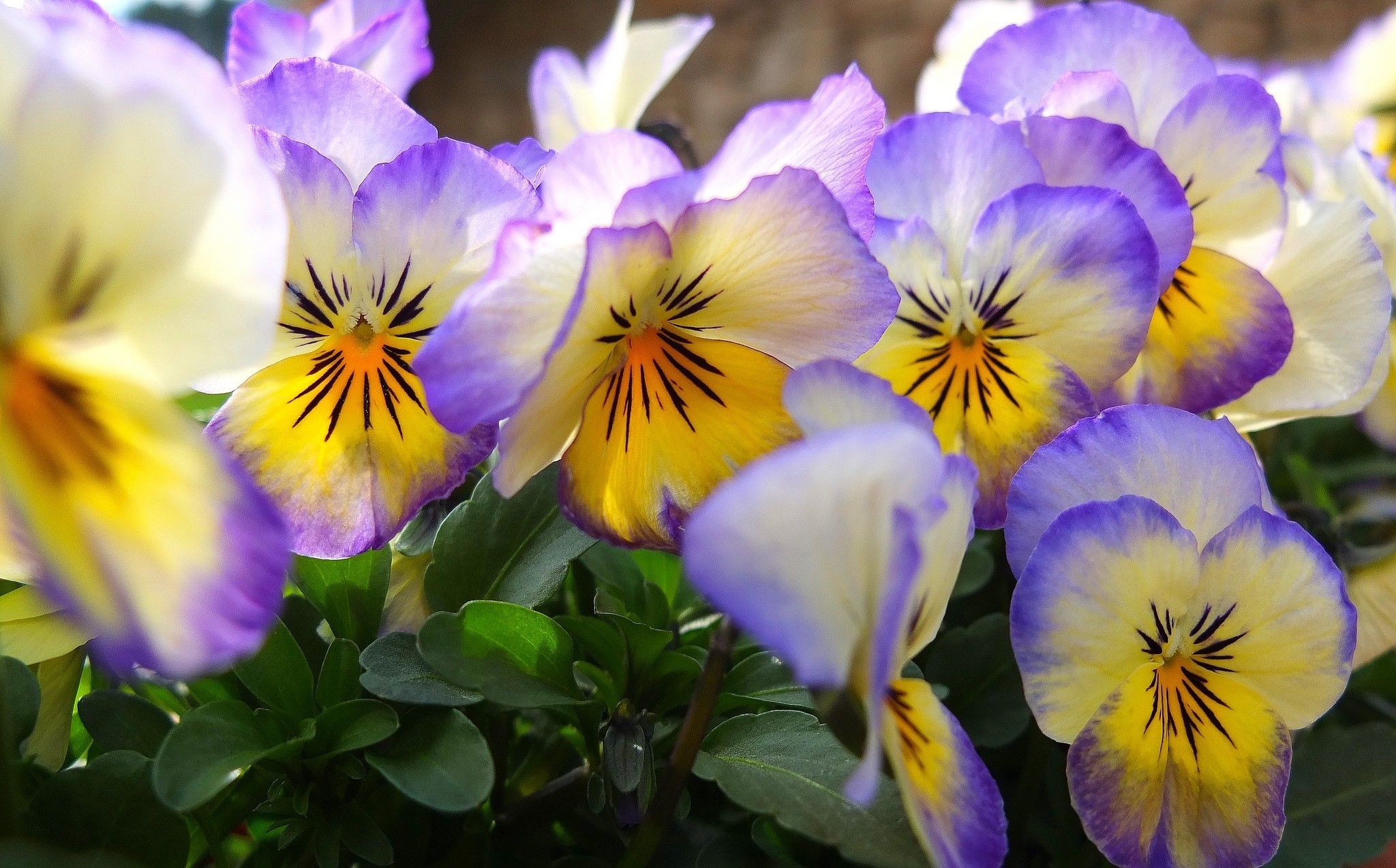 Pansy Wallpapers