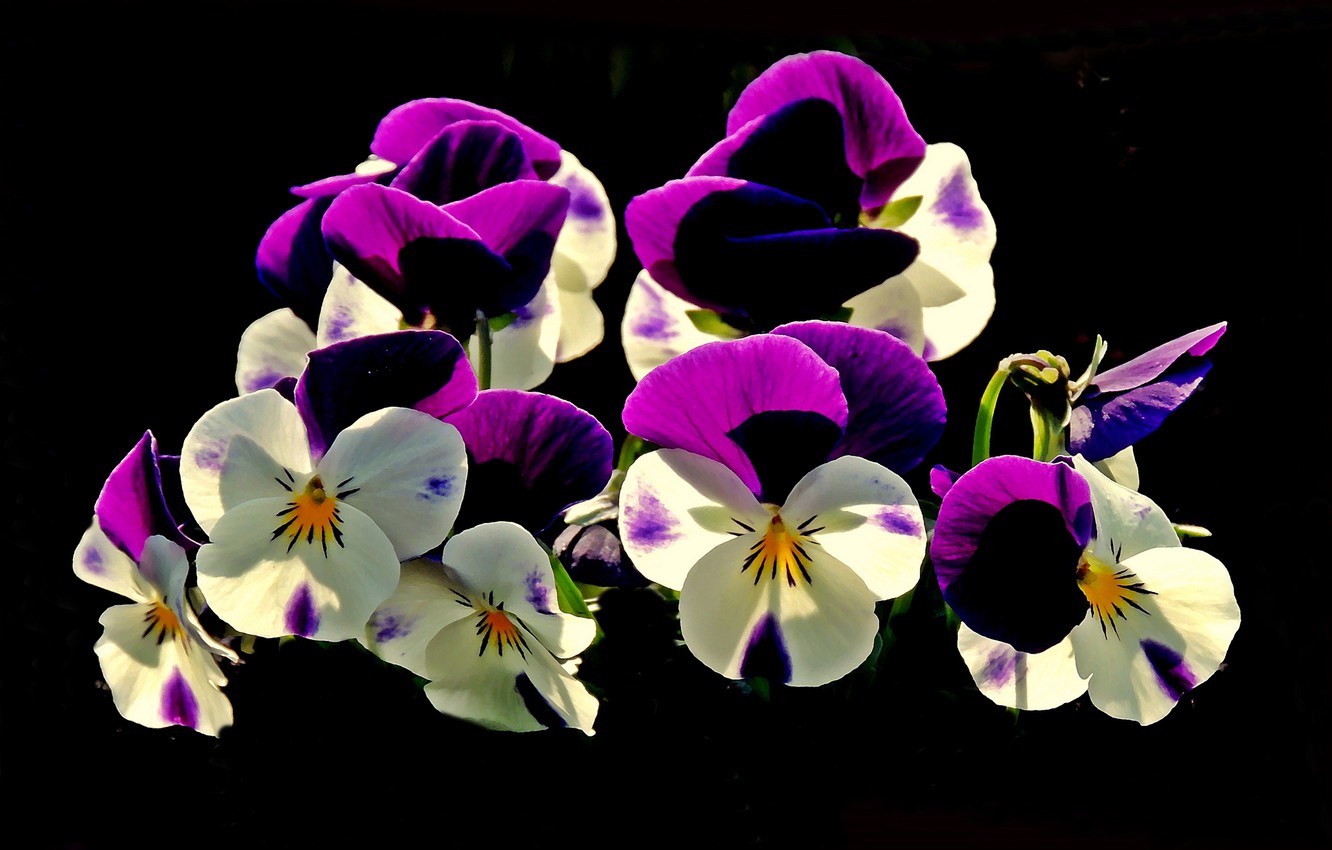 Pansy Wallpapers