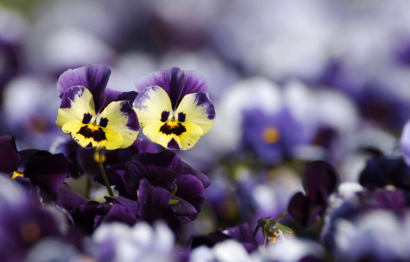 Pansy Wallpapers