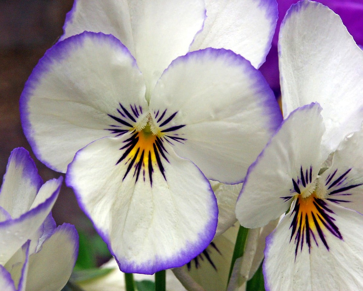 Pansy Wallpapers