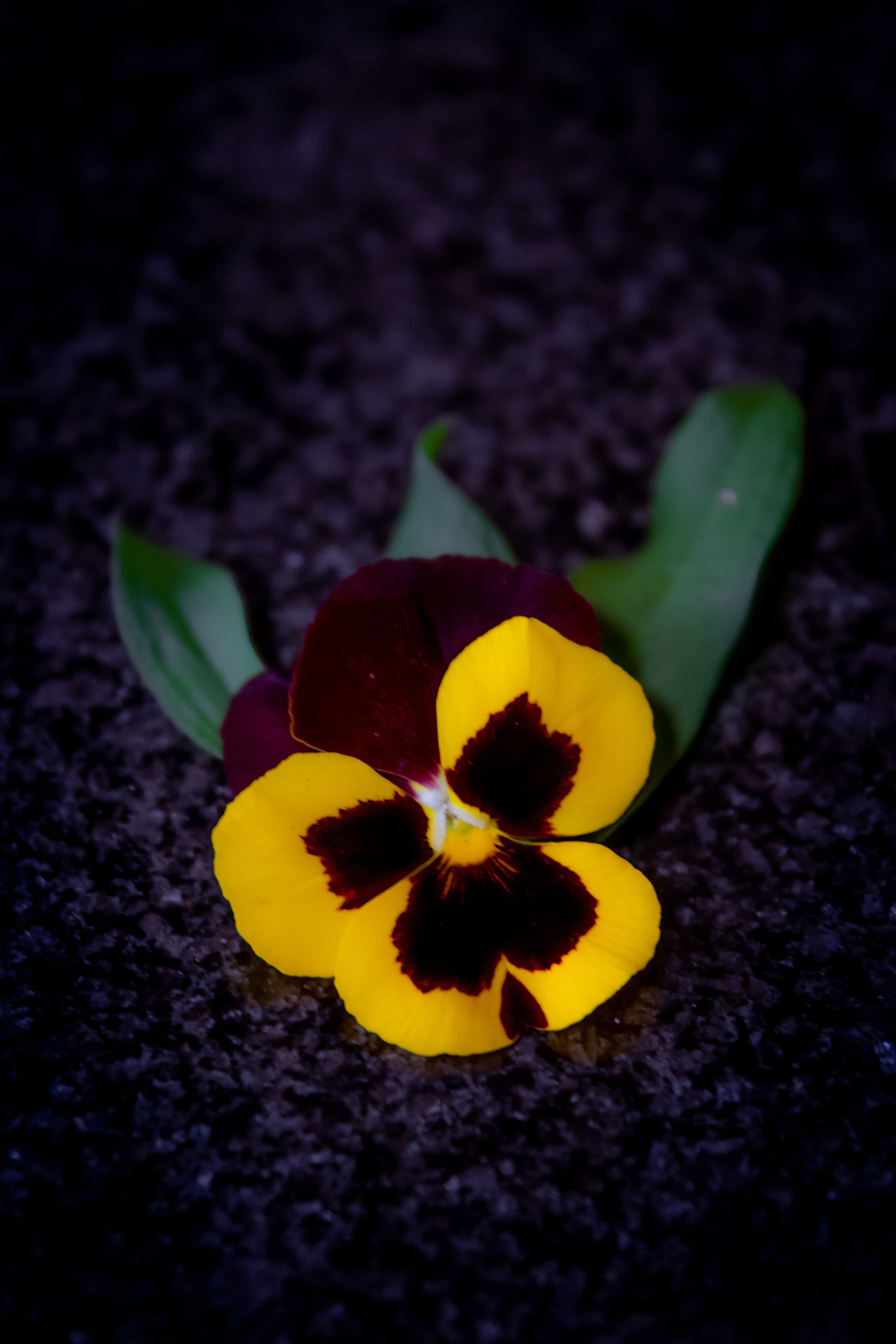 Pansy Wallpapers