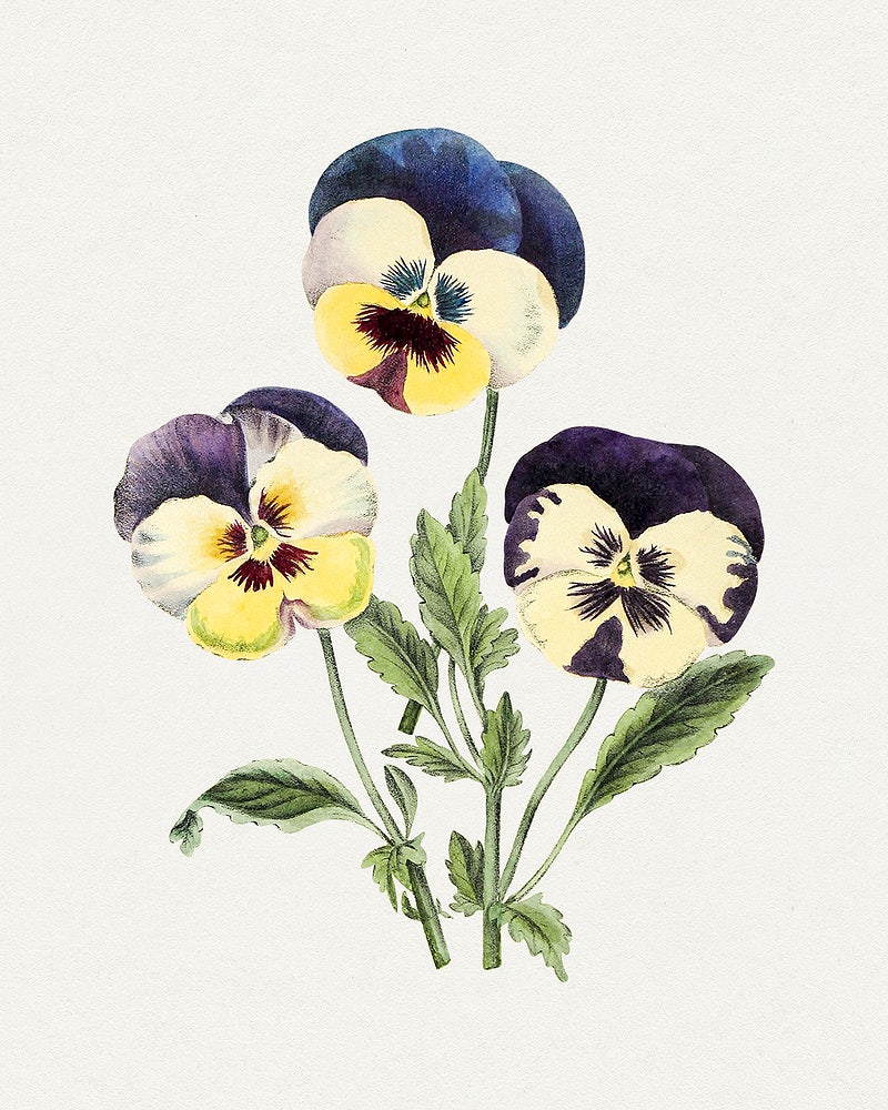 Pansy Wallpapers