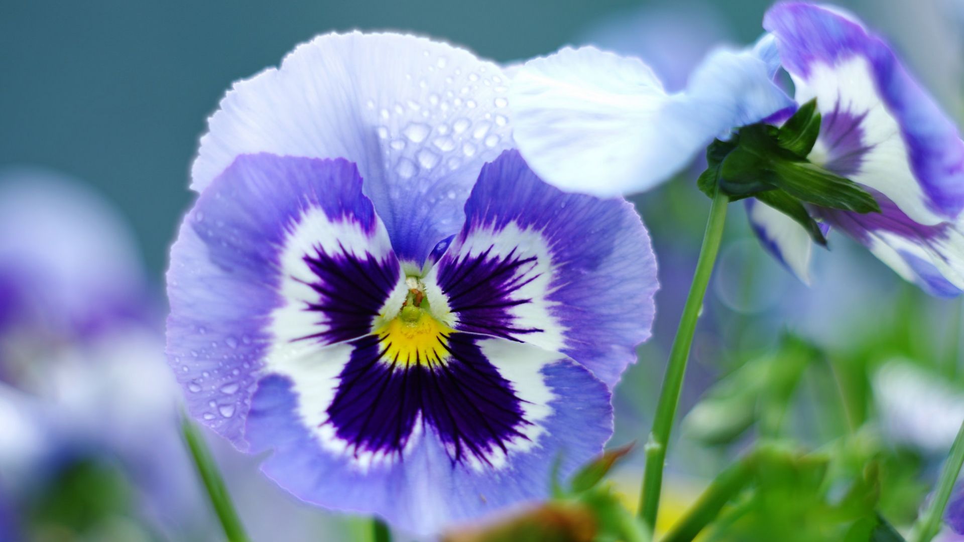 Pansy Wallpapers