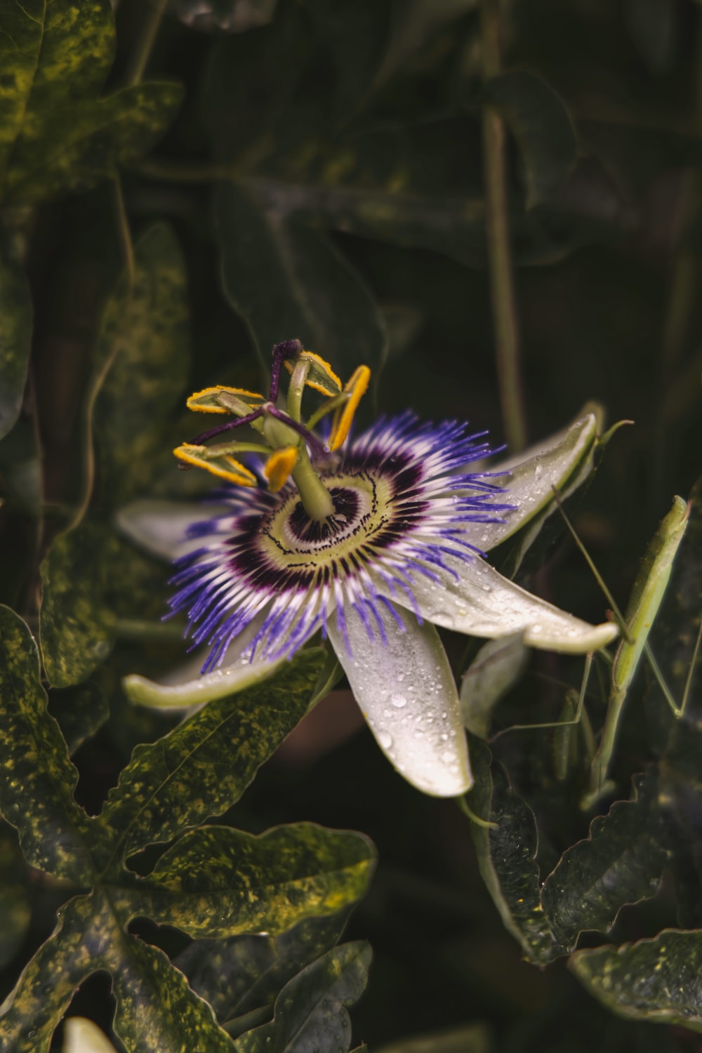 Passion Flower Wallpapers