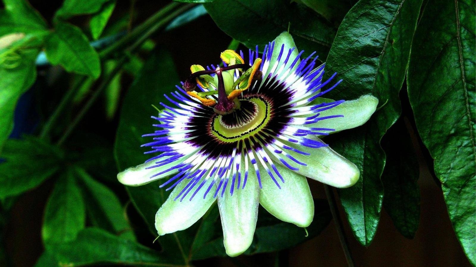 Passion Flower Wallpapers