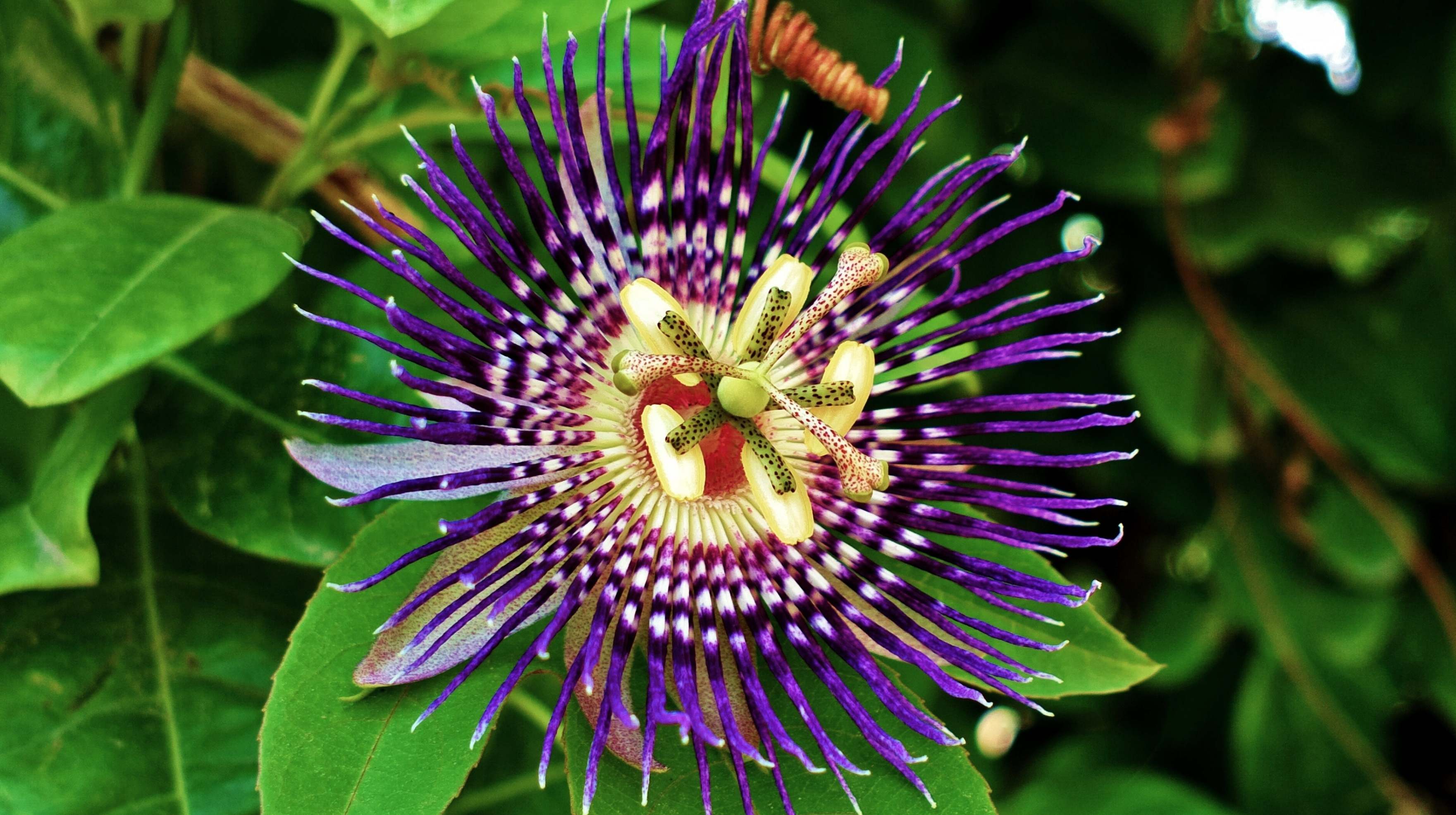 Passion Flower Wallpapers