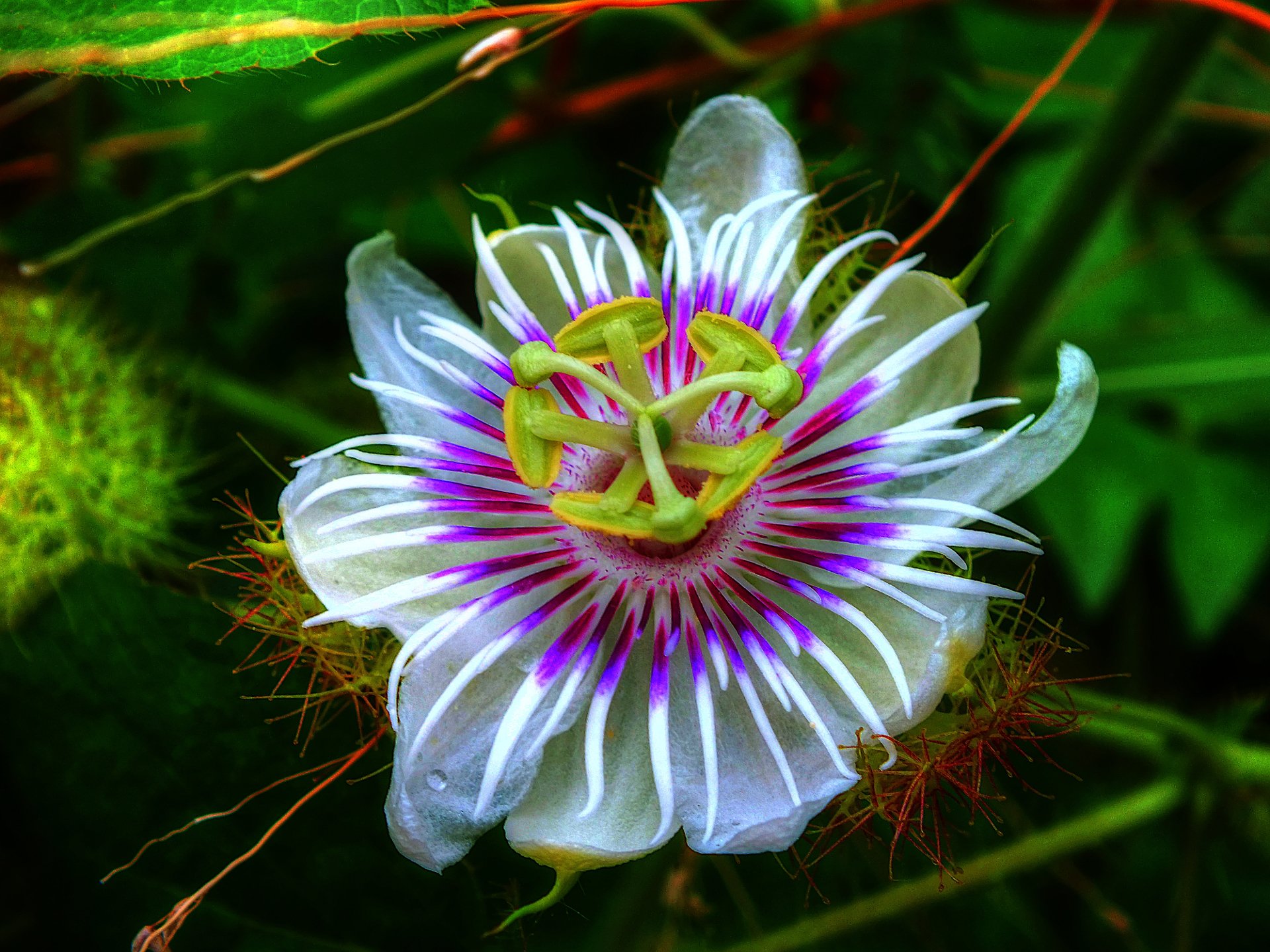 Passion Flower Wallpapers