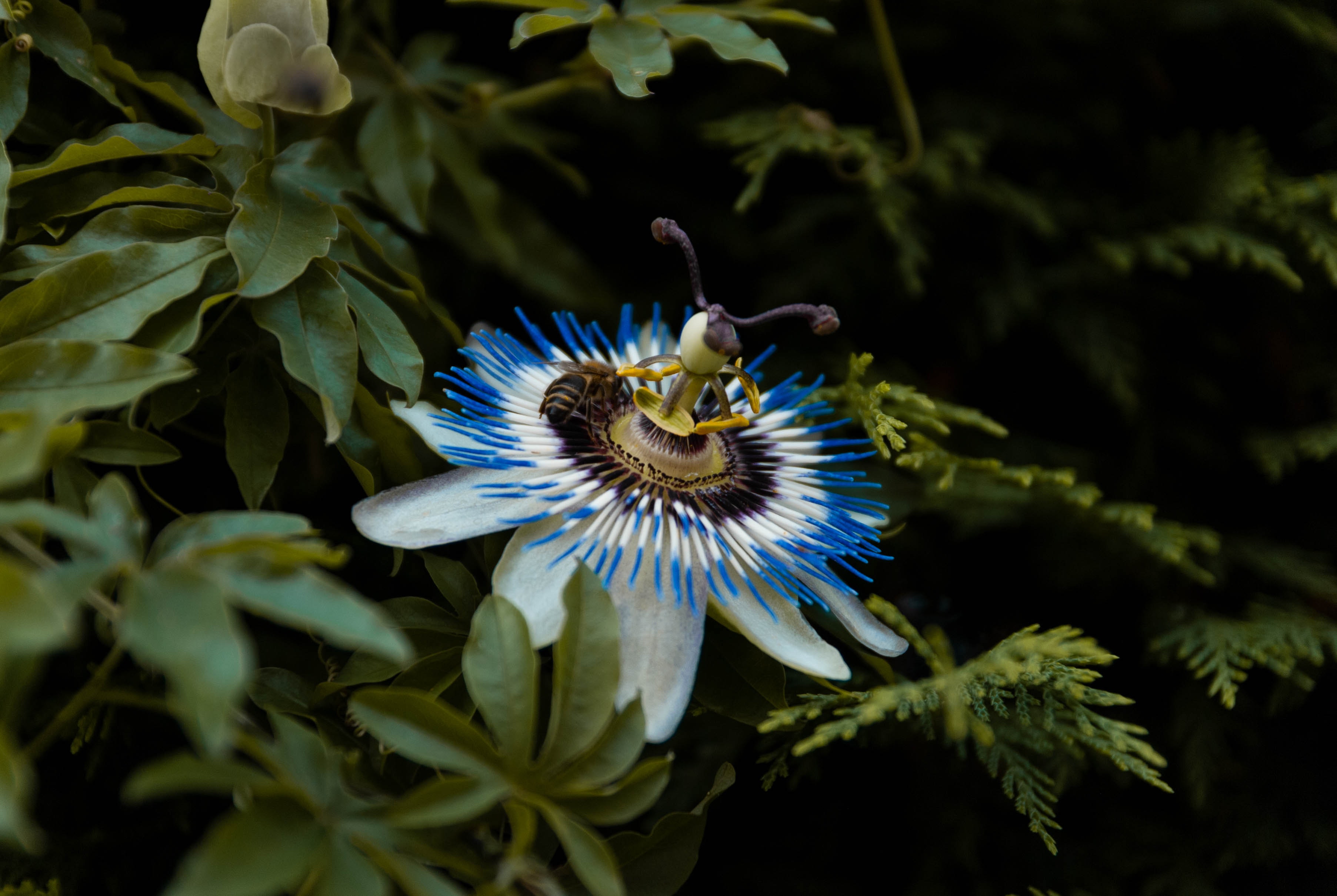 Passion Flower Wallpapers