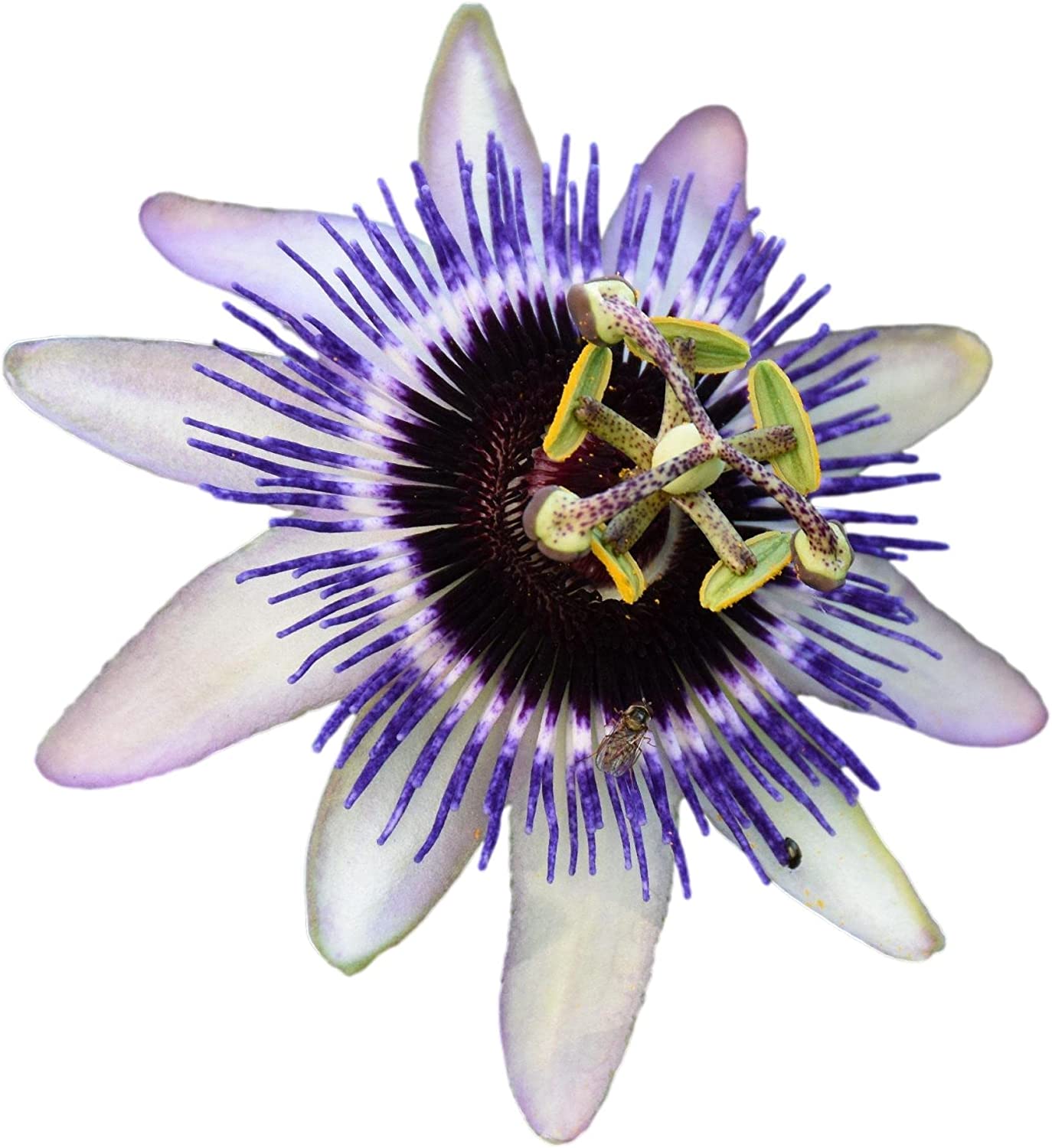 Passion Flower Wallpapers