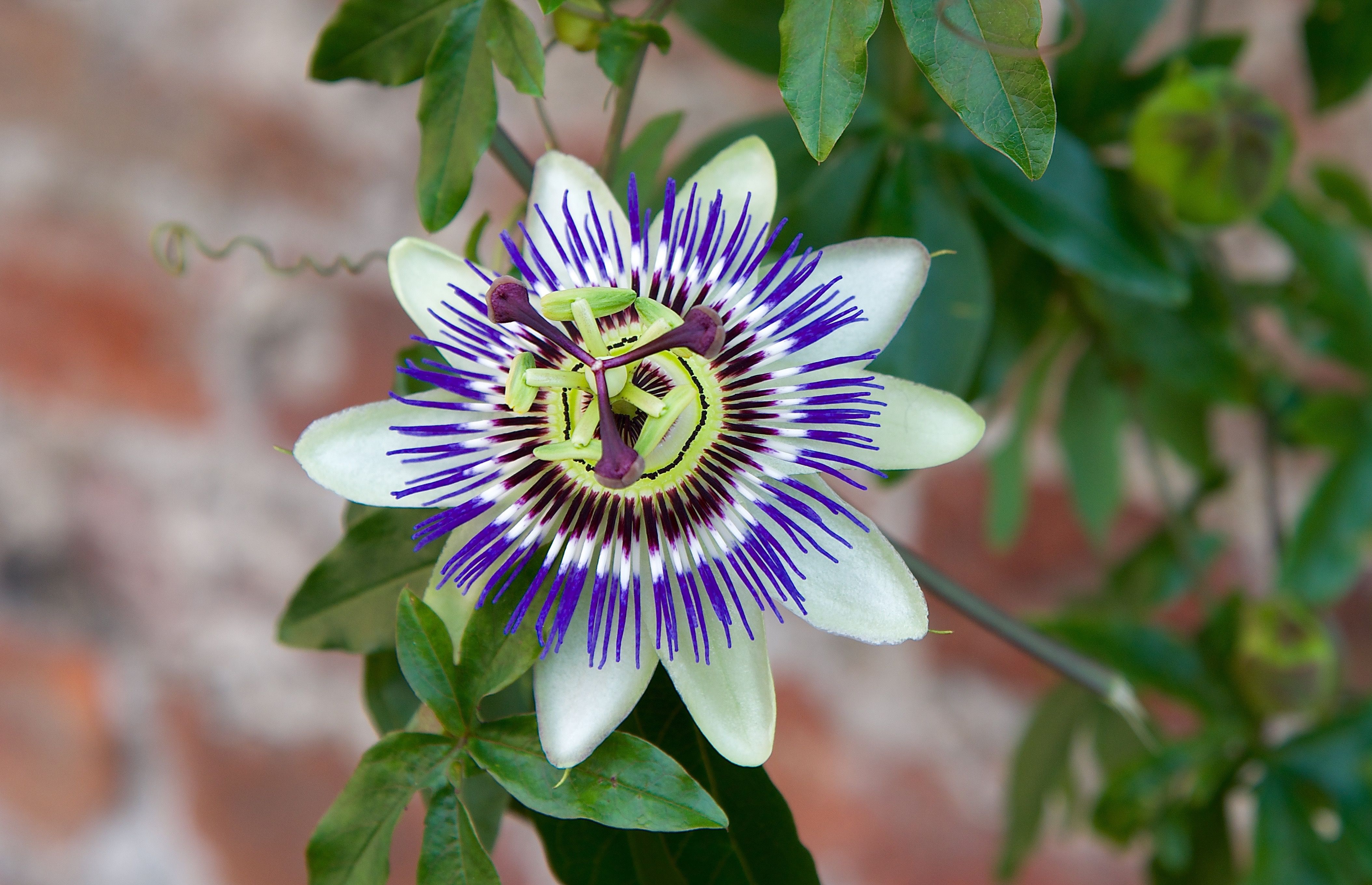 Passion Flower Wallpapers