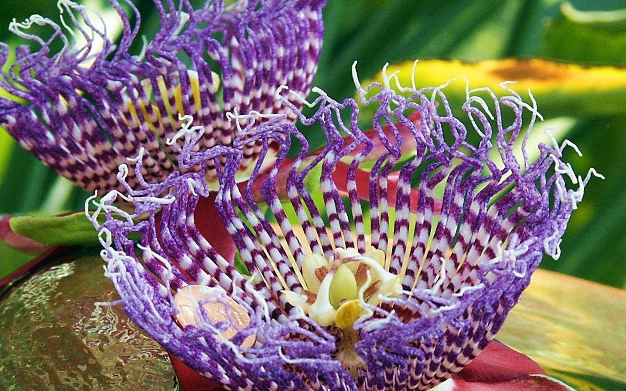 Passion Flower Wallpapers