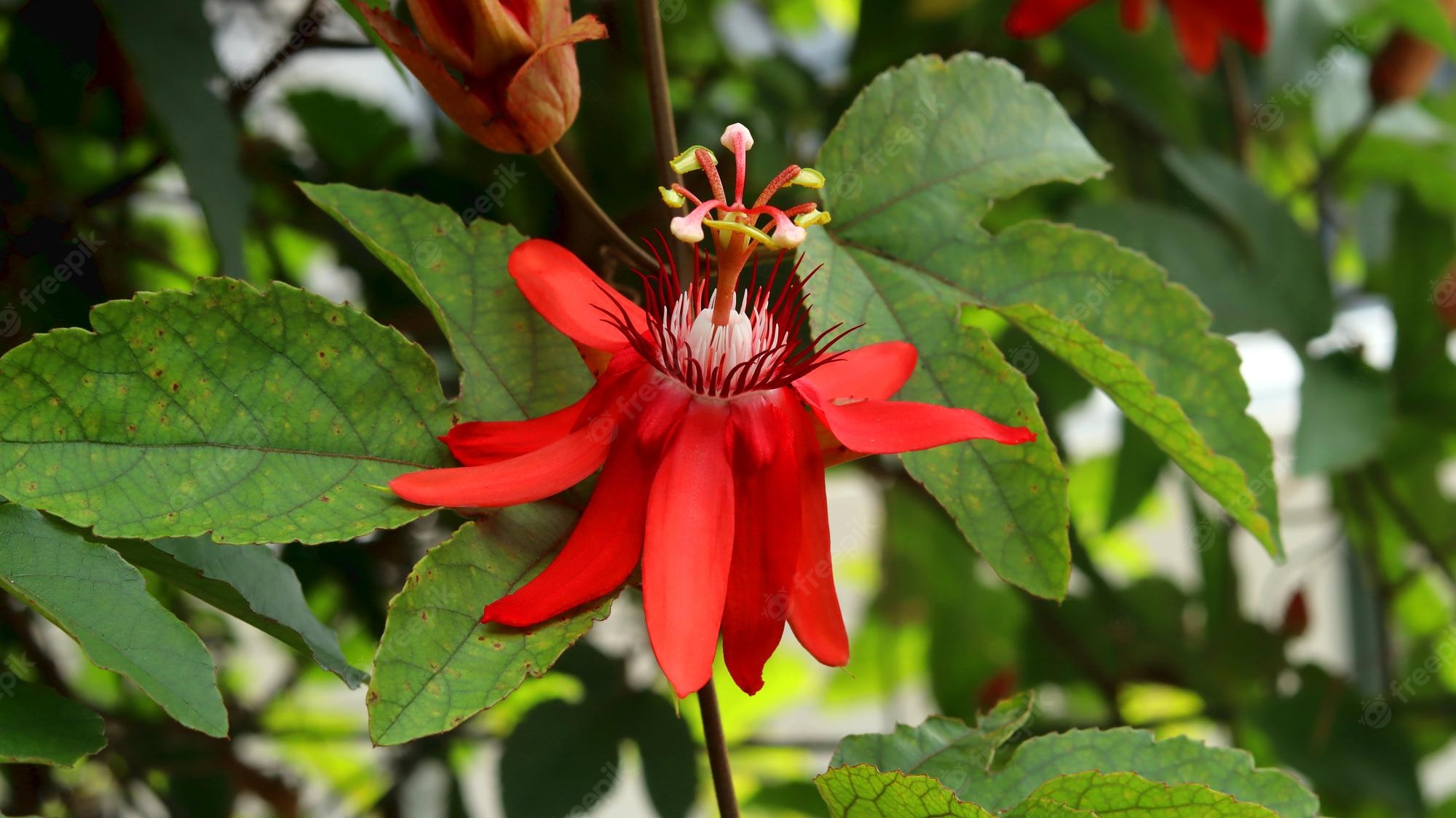 Passion Flower Wallpapers