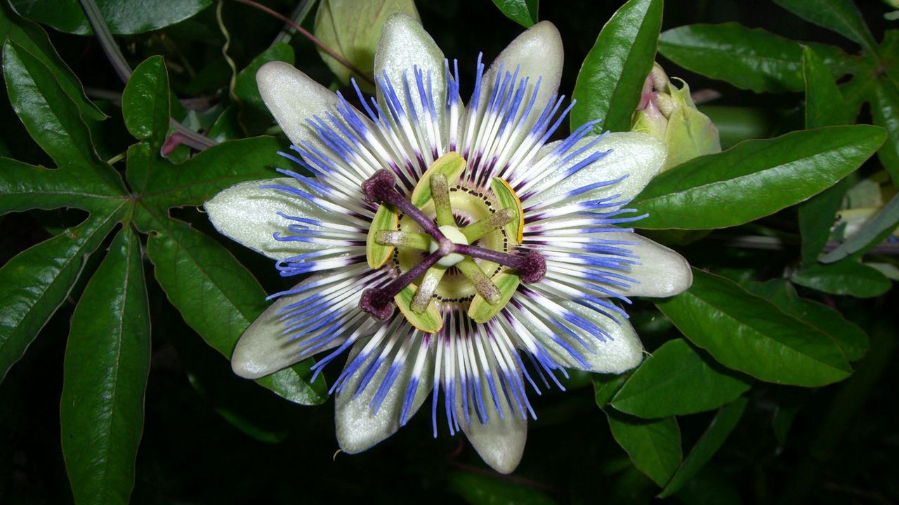 Passion Flower Wallpapers