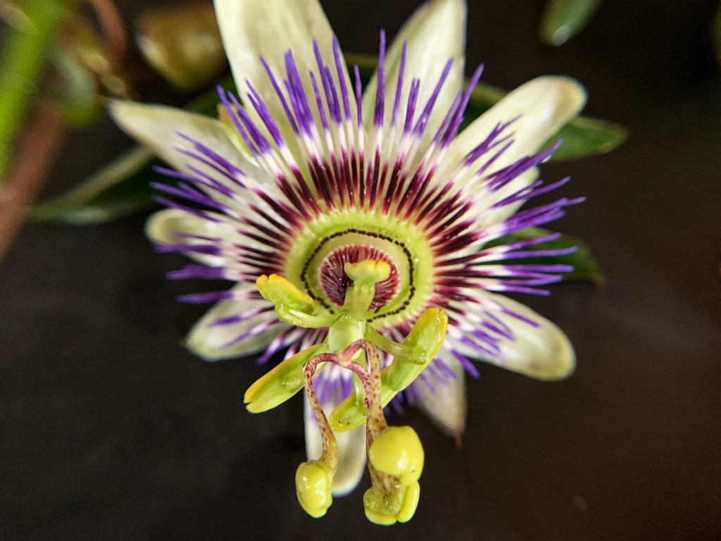 Passion Flower Wallpapers